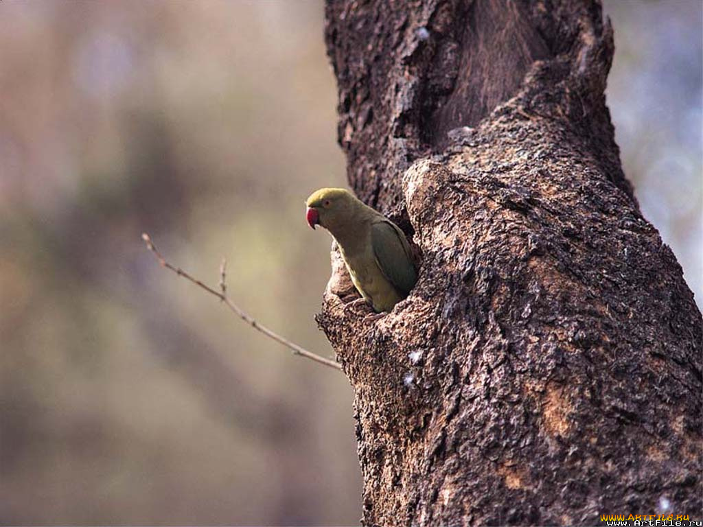 животные, попугаи