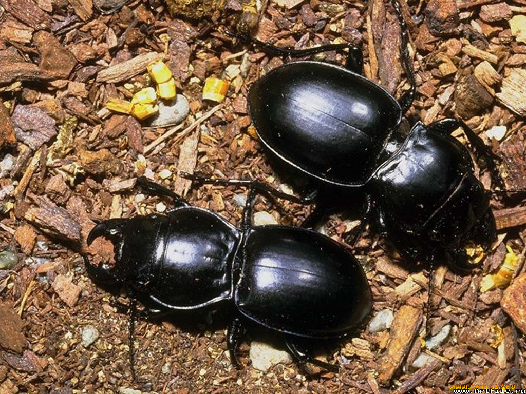 жуки, животные, насекомые