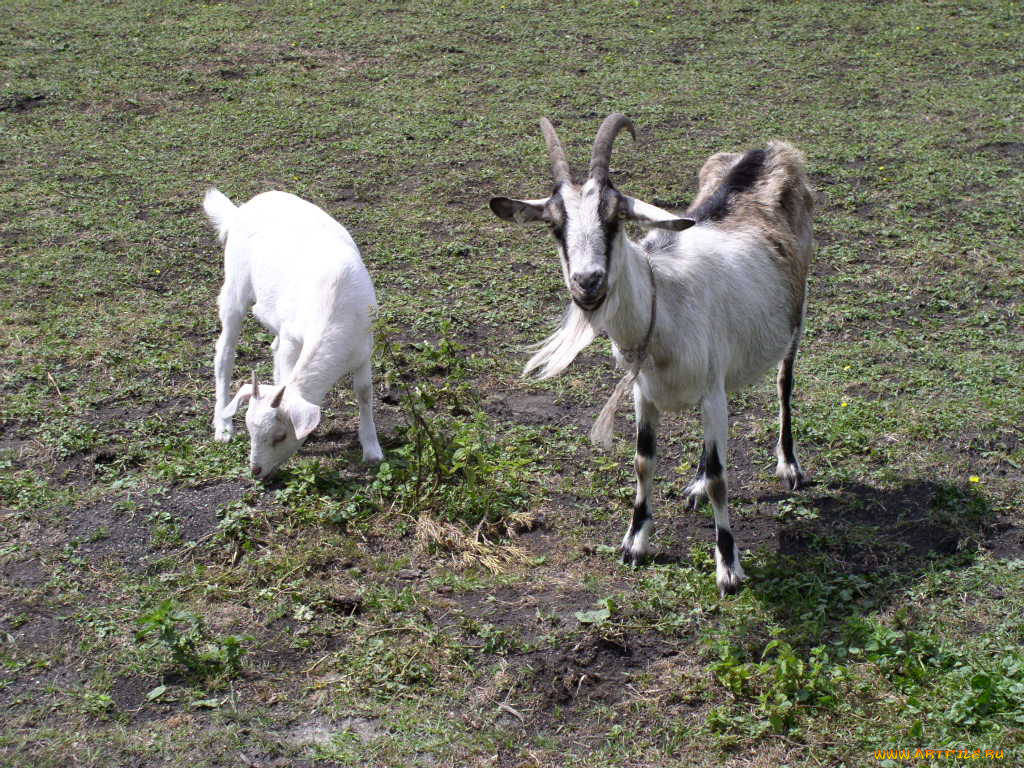 животные, козы