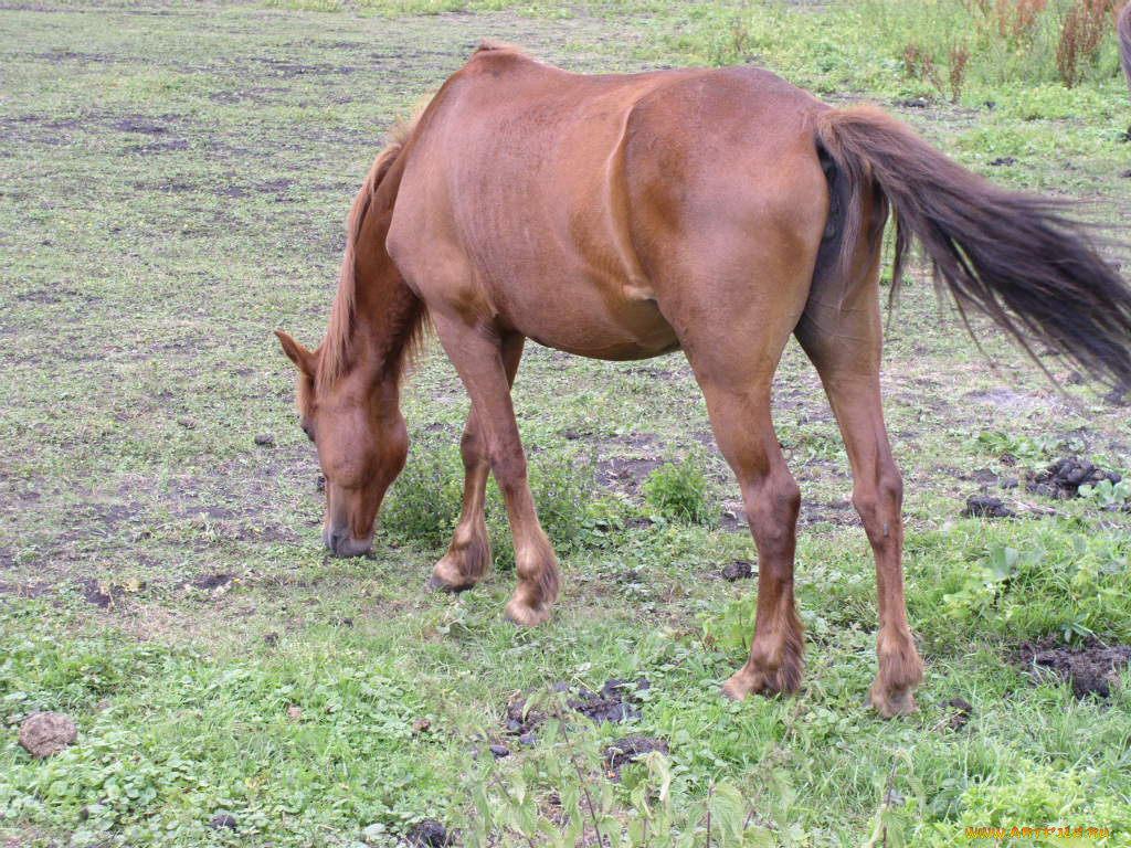 животные, лошади