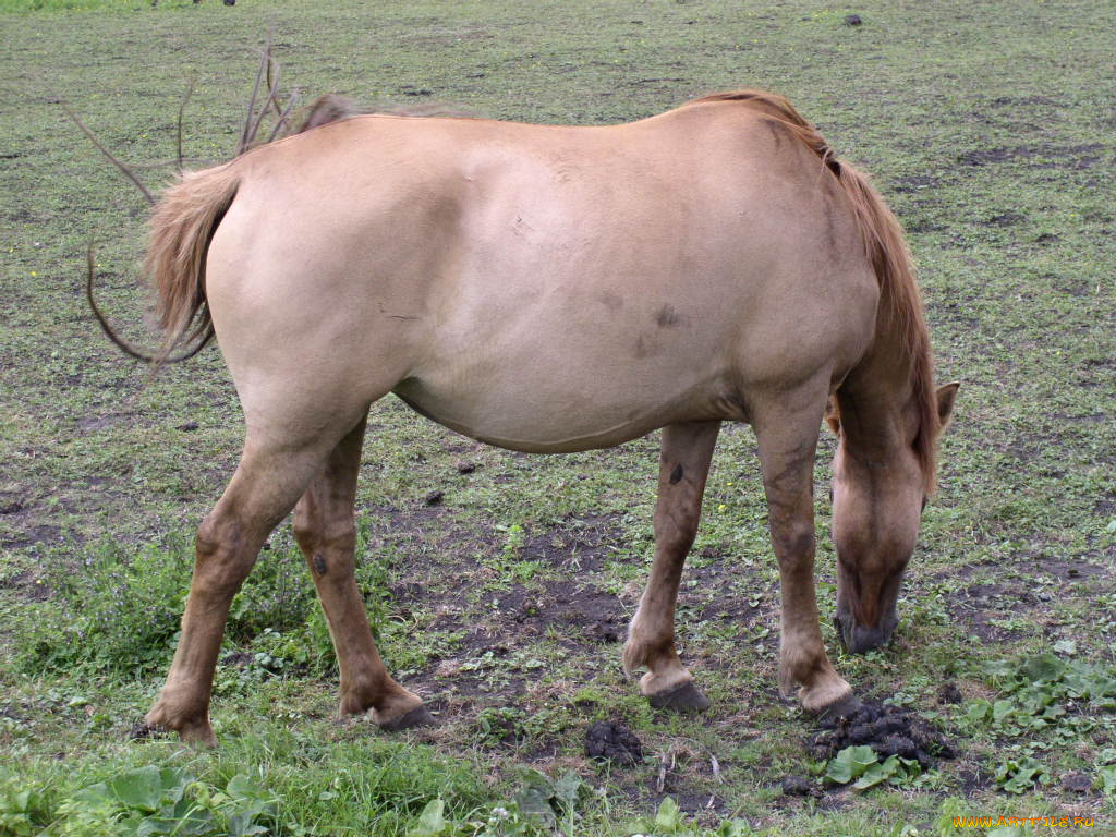 животные, лошади