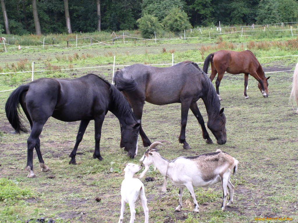 животные, разные, вместе