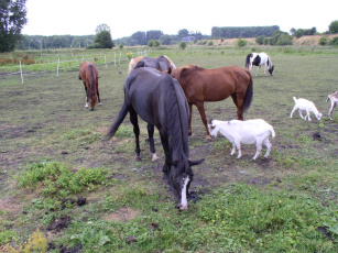 Картинка животные разные вместе