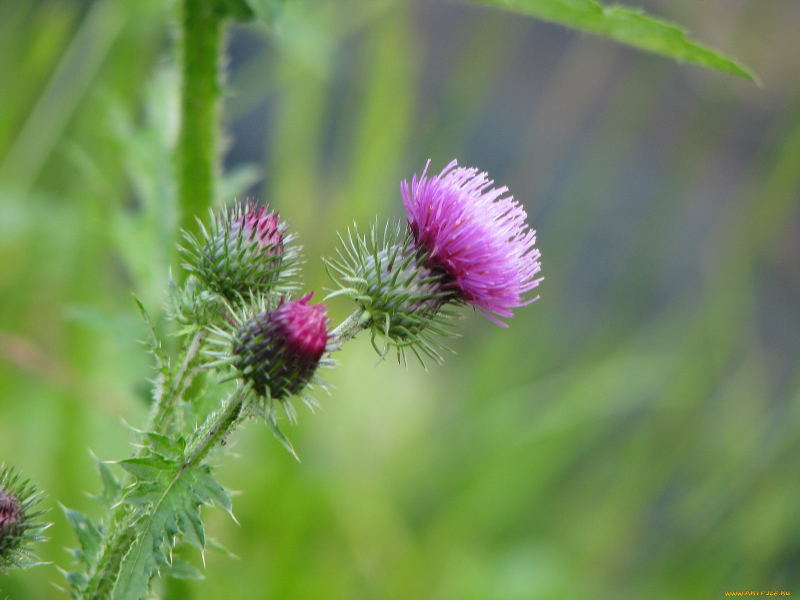 цветы, Чертополох, репейник