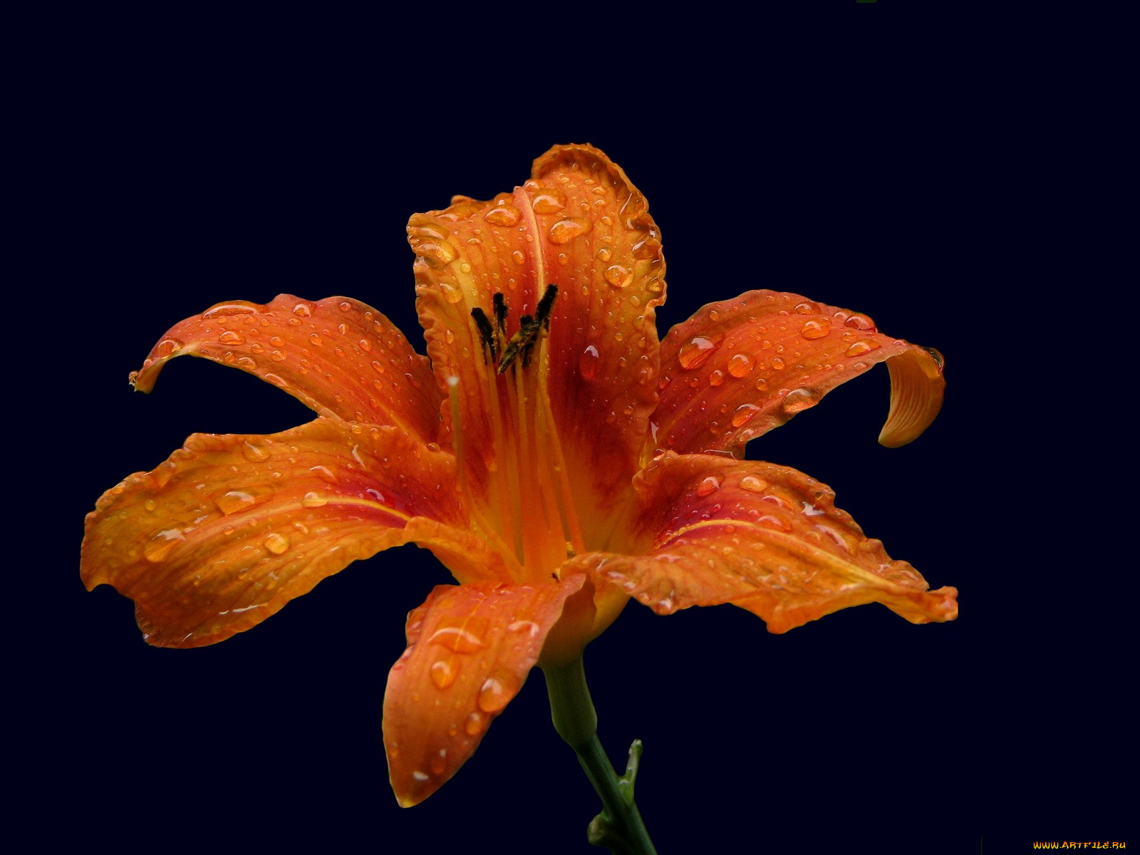 цветы, лилии, лилейники