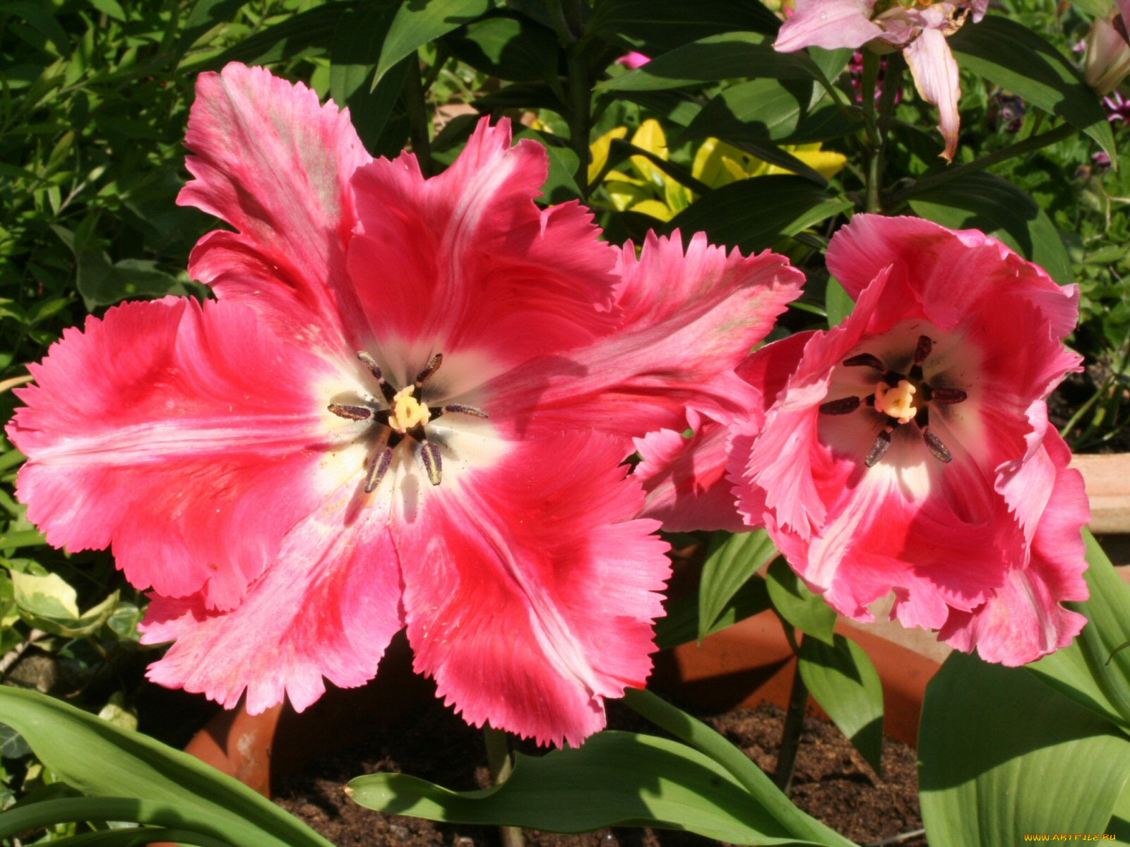 цветы, тюльпаны