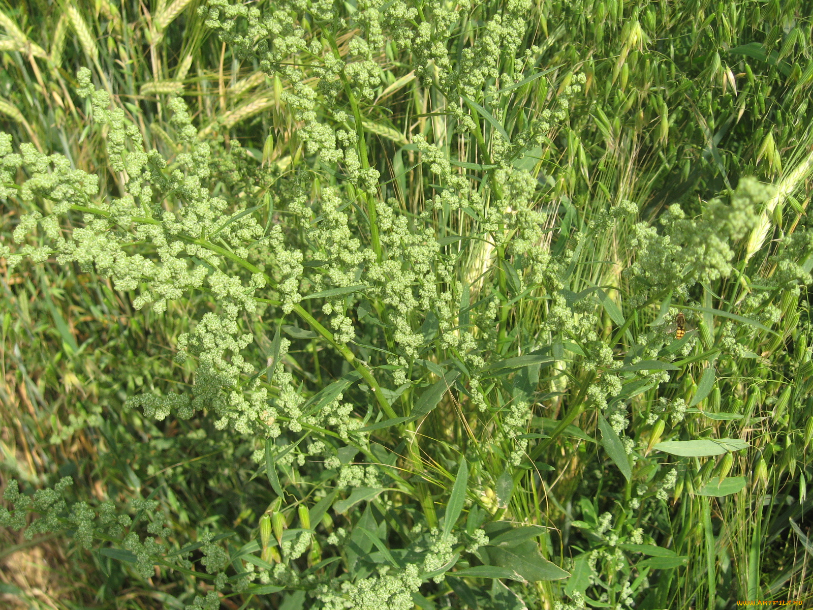 лебеда, природа, макро