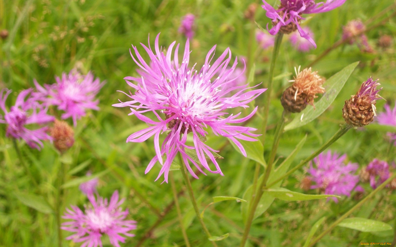 цветы, васильки, розовые, лепестки
