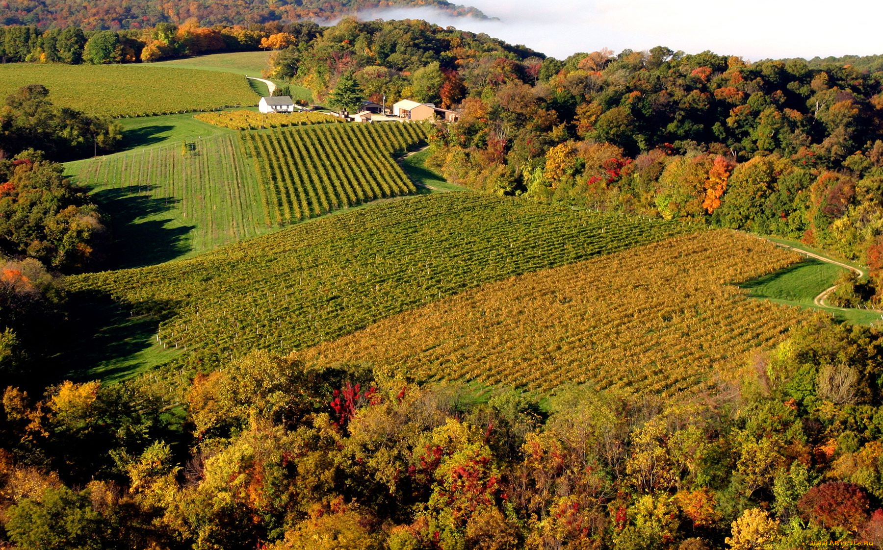 природа, поля, виноградник