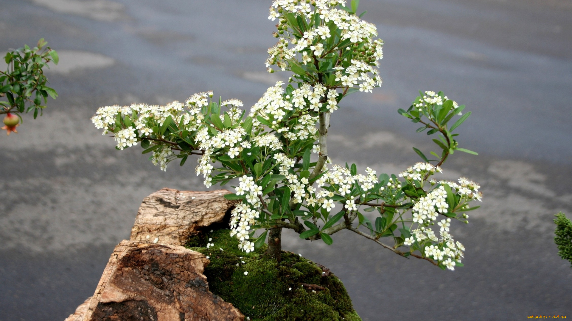 бонсай, цветы, сакура, вишня, мох, карликовое, дерево