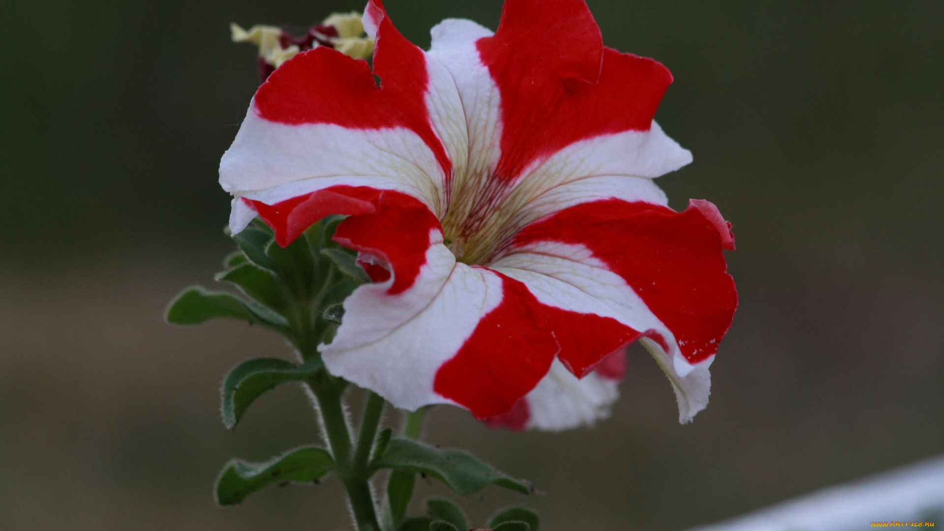 цветы, петунии, калибрахоа, красный, белый