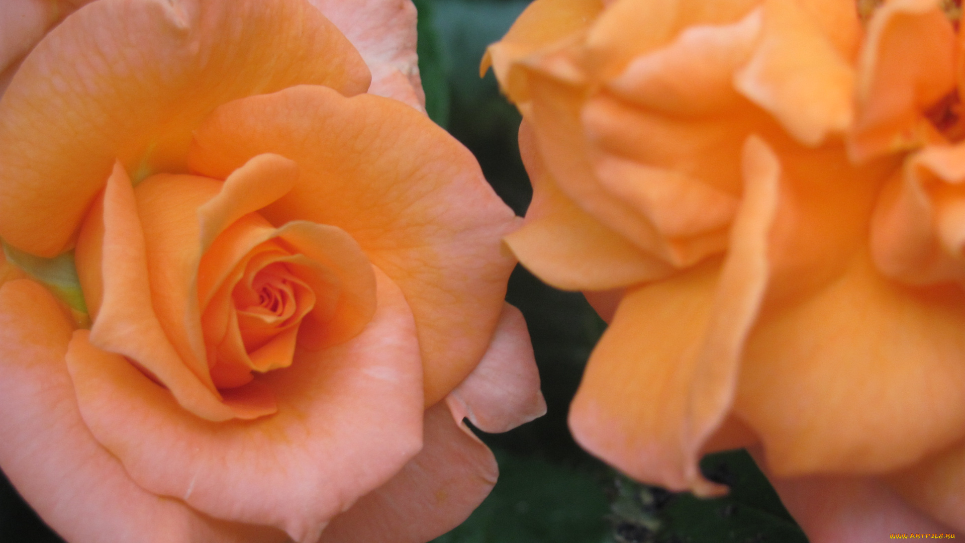 цветы, розы, персиковая, нежная