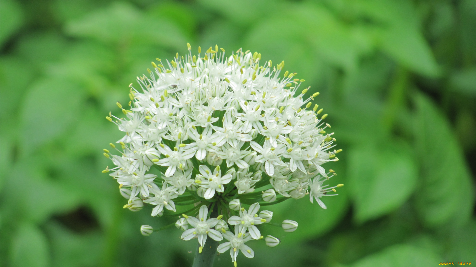 цветы, соцветие