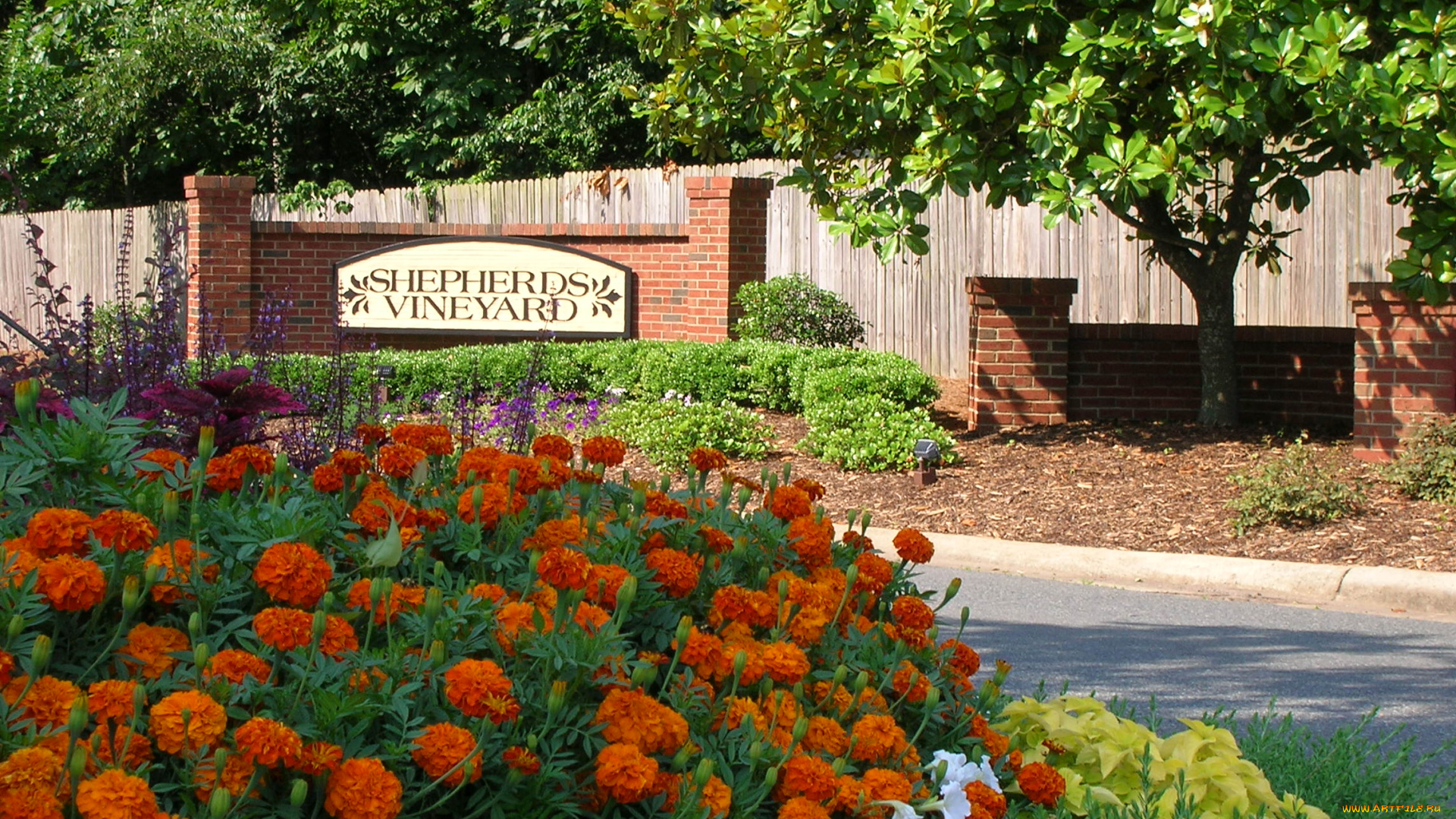 природа, парк, клумба