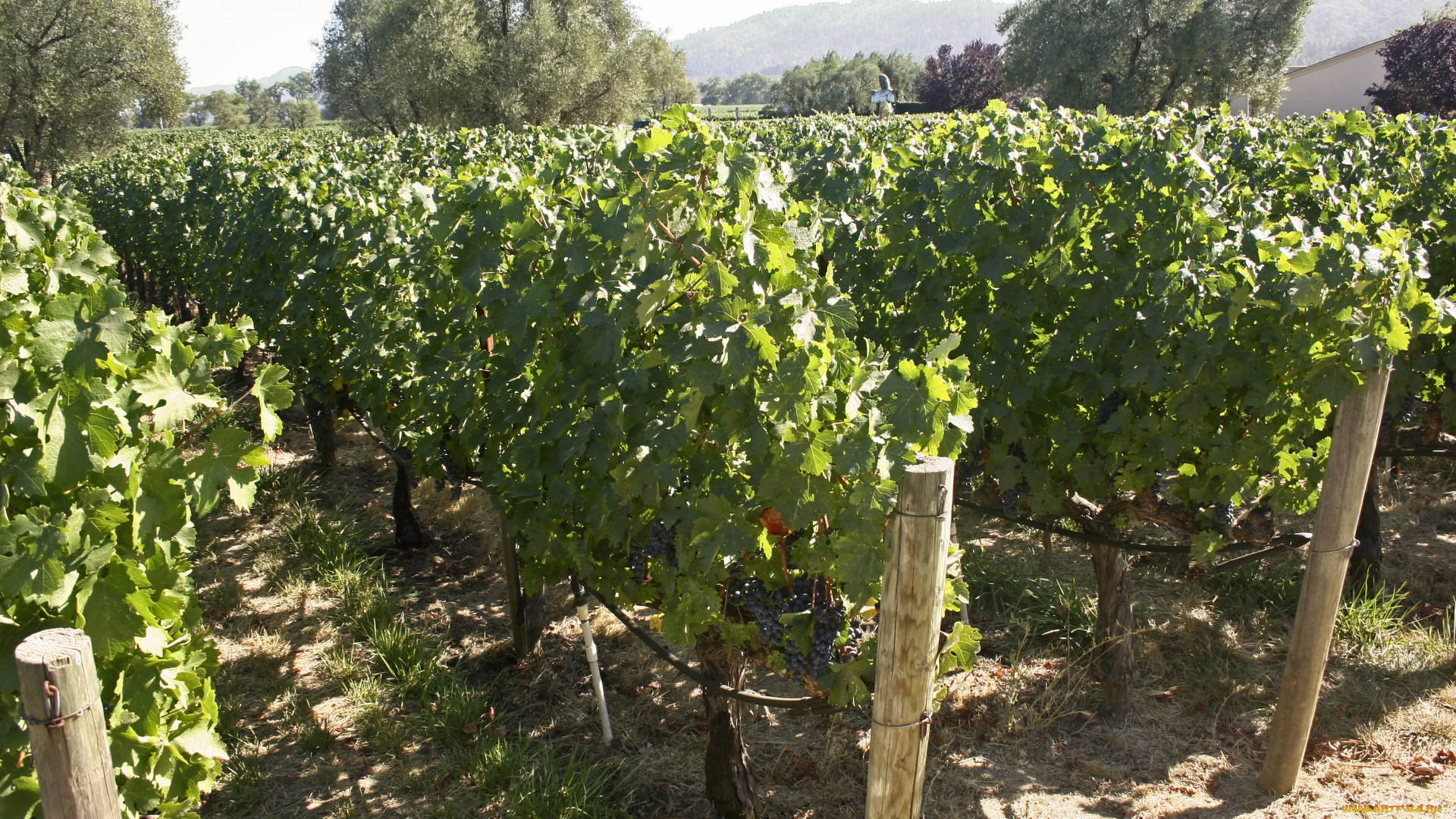 природа, поля, виноградник