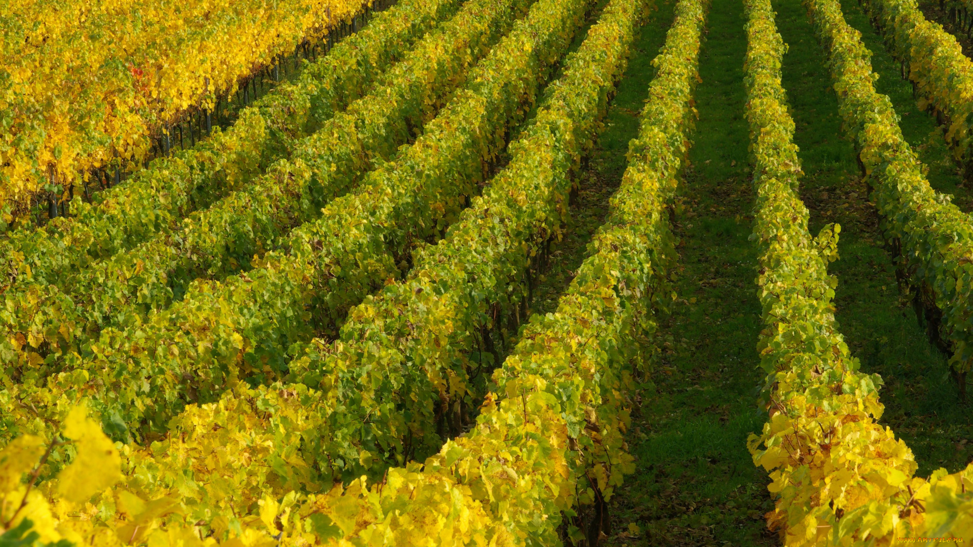 природа, поля, виноградник