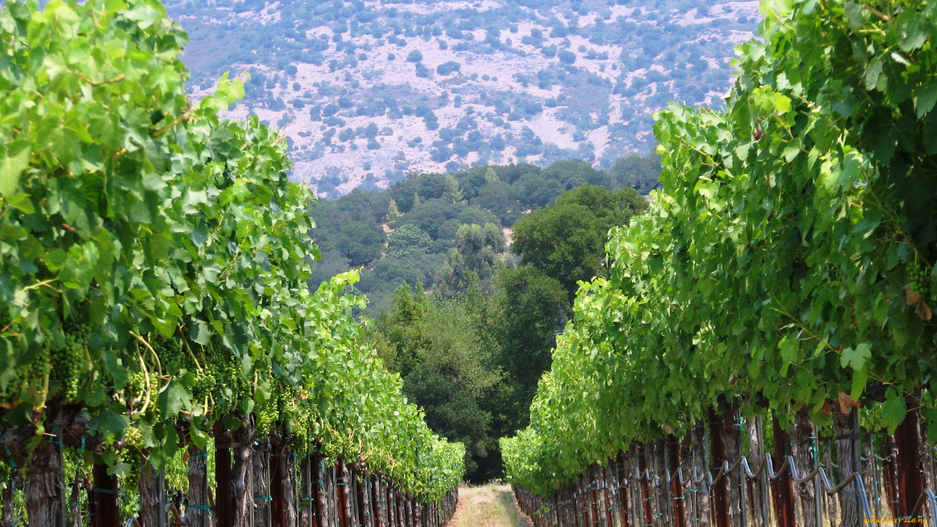 природа, поля, виноградник