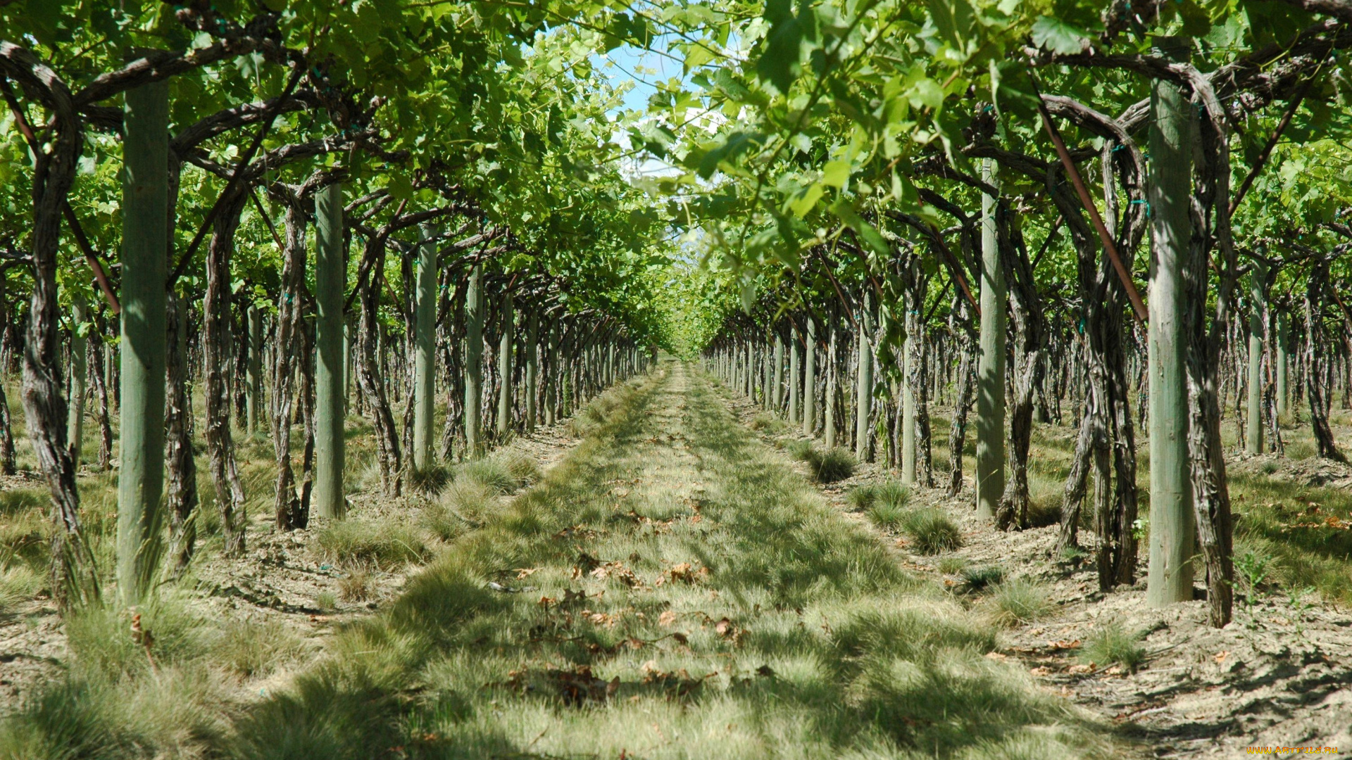 природа, поля, виноградник