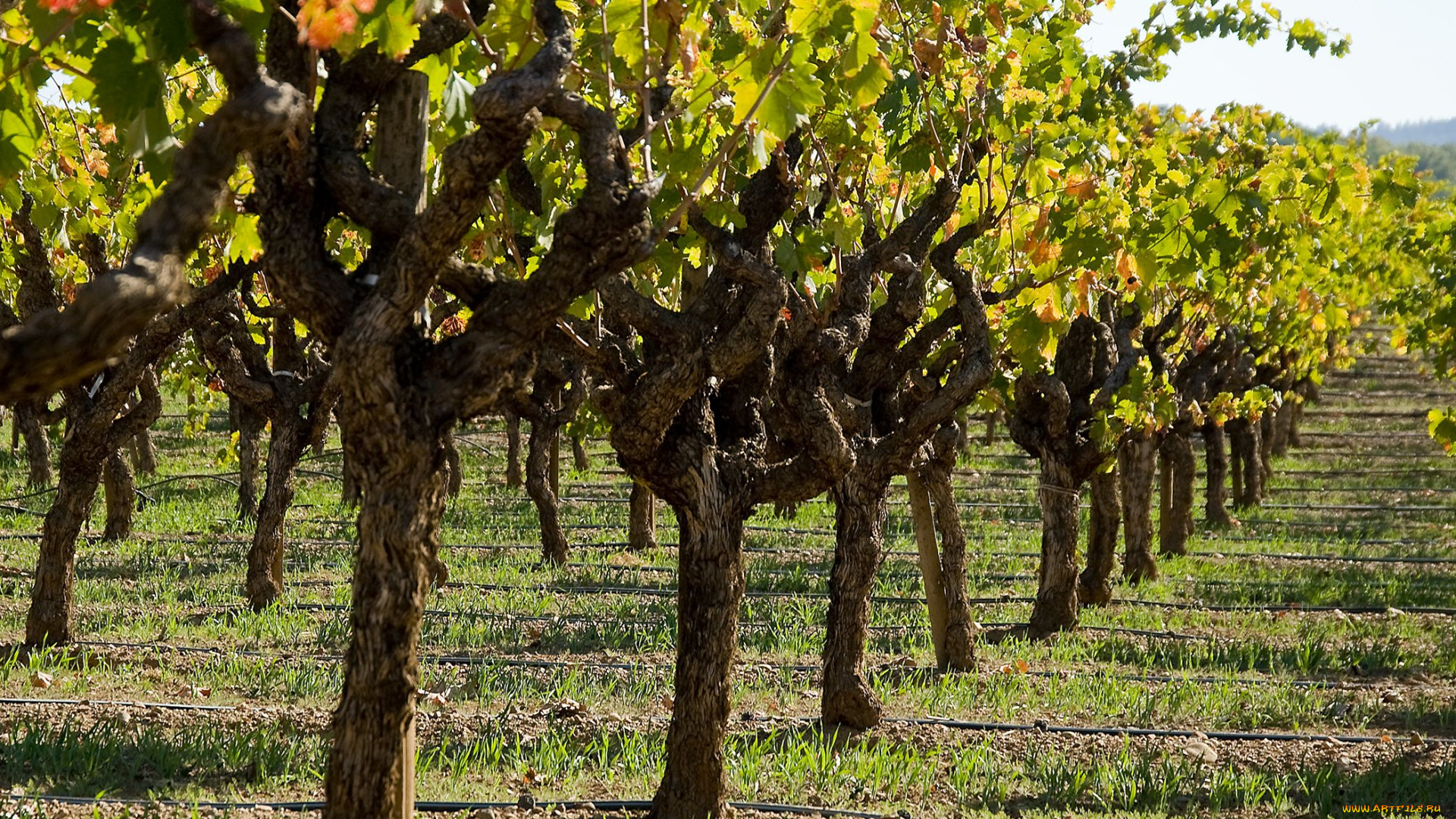 природа, поля, винорадник