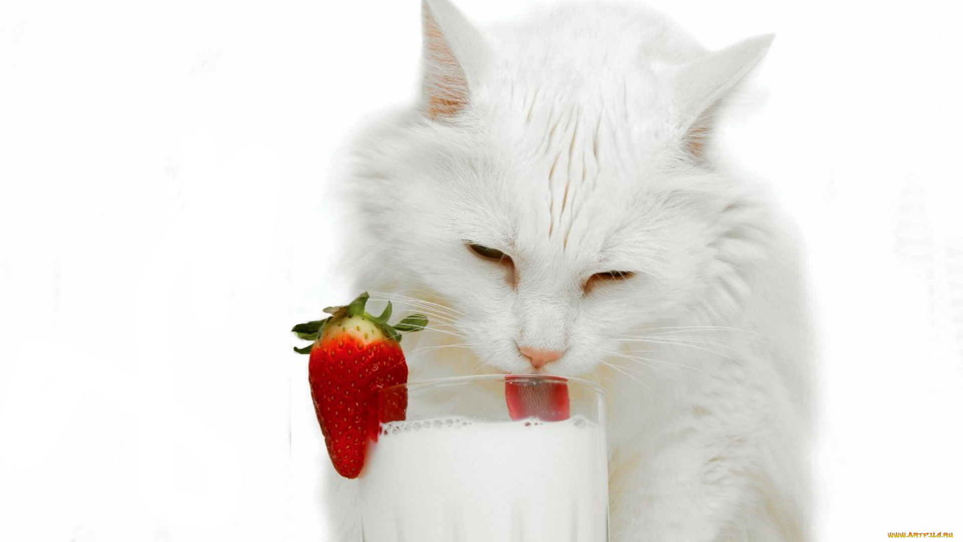 животные, коты