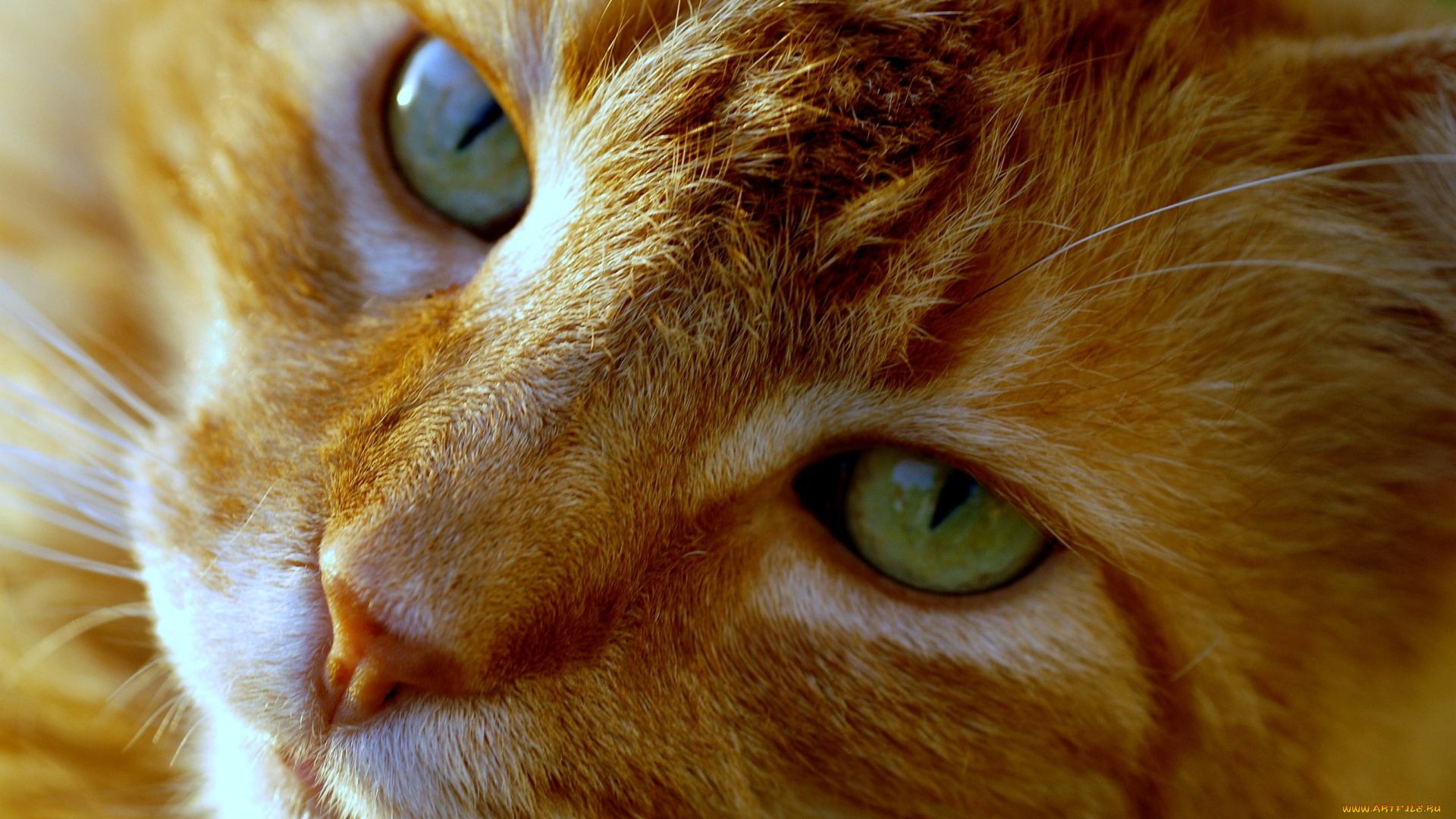 животные, коты, взгляд, рыжий