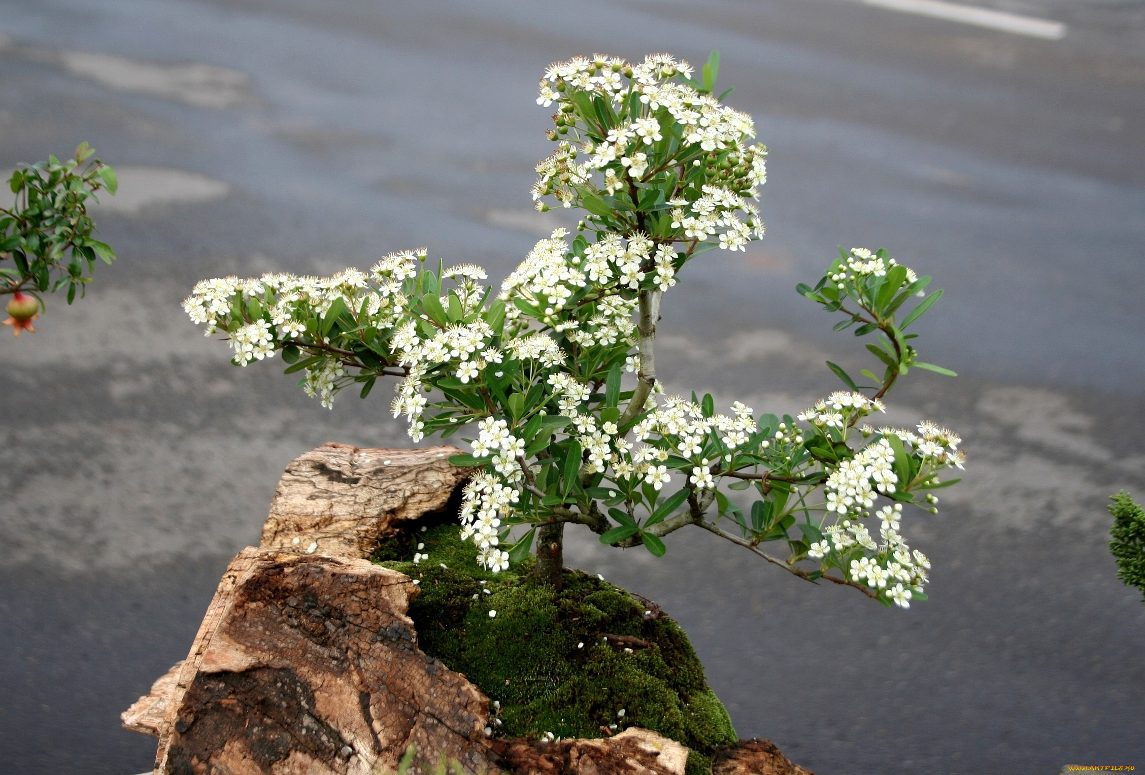 бонсай, цветы, сакура, вишня, мох, карликовое, дерево