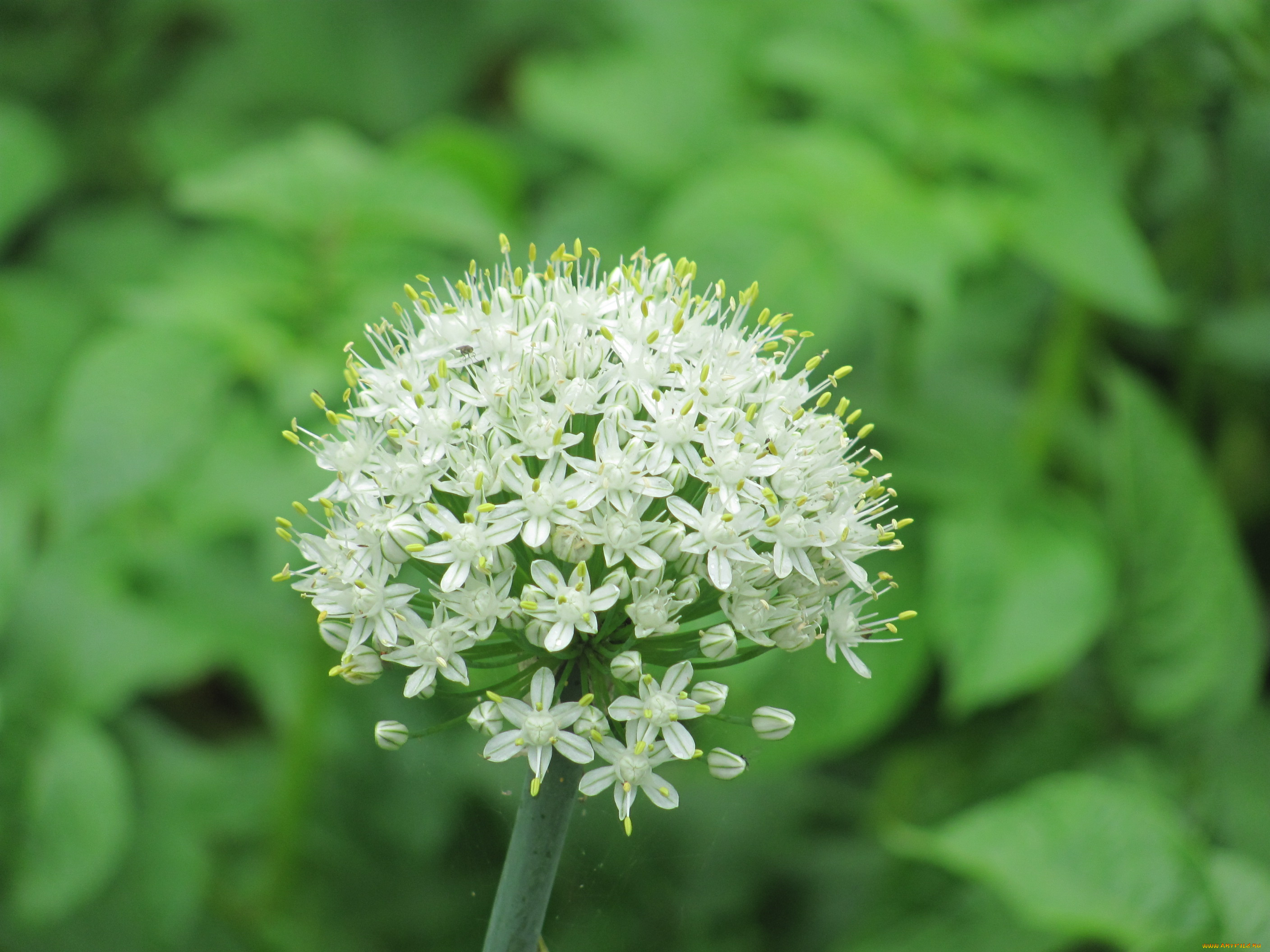 цветы, соцветие