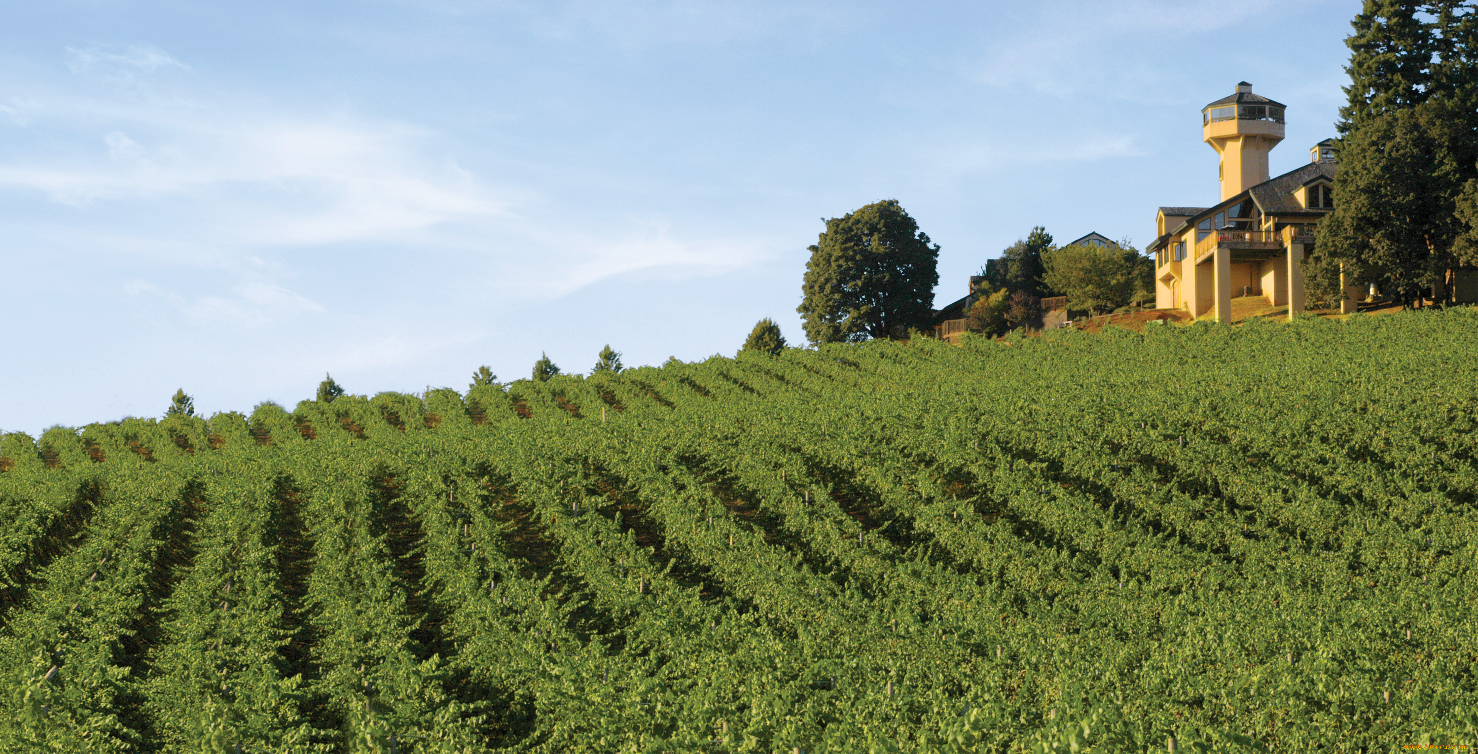 природа, поля, виноградник