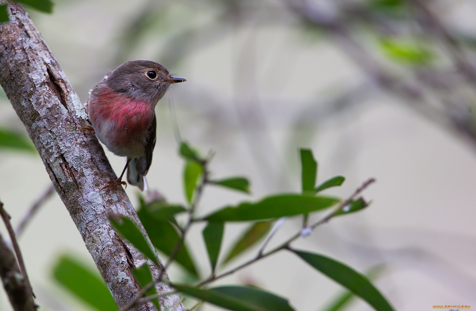 животные, зарянки, малиновки, малиновка, грудка