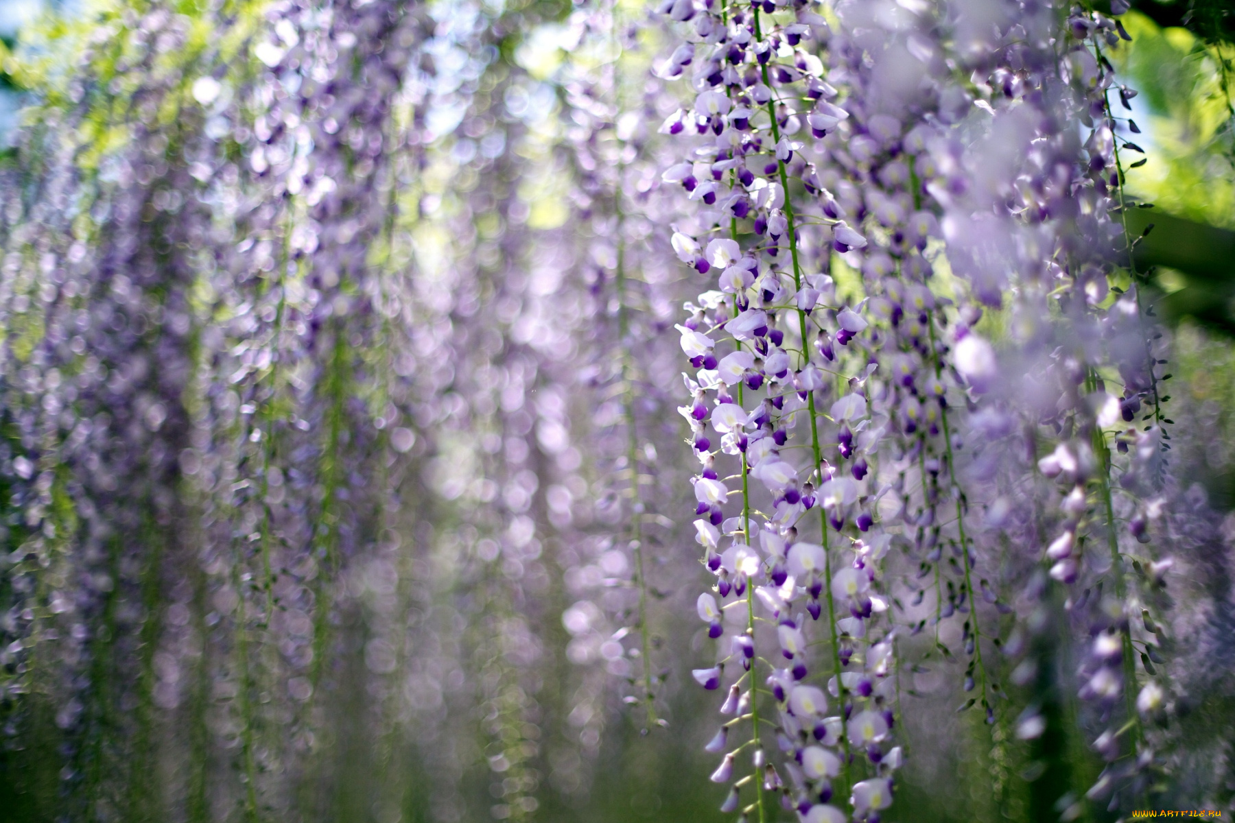 цветы, глициния, гроздья, сиреневый