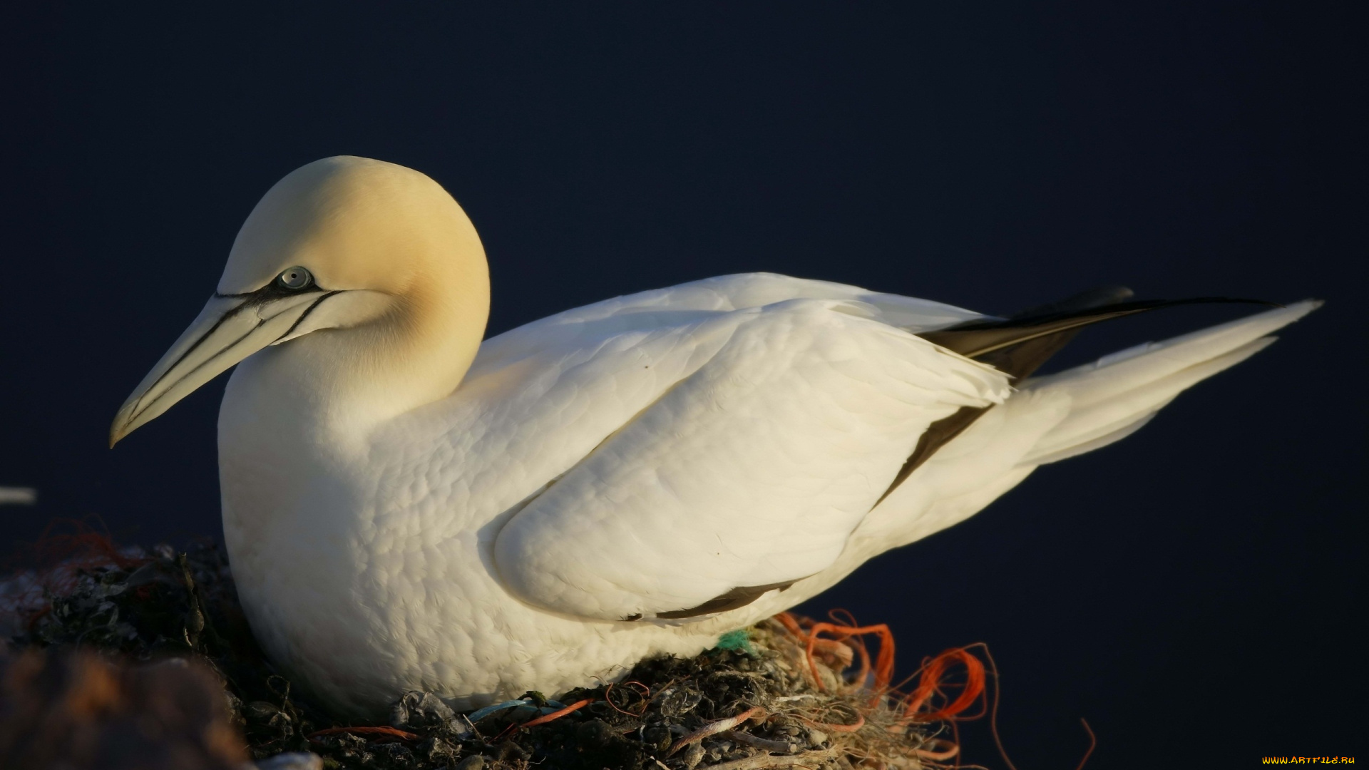 bird, on, the, nest, животные, олуши, чайка, на, гнезде