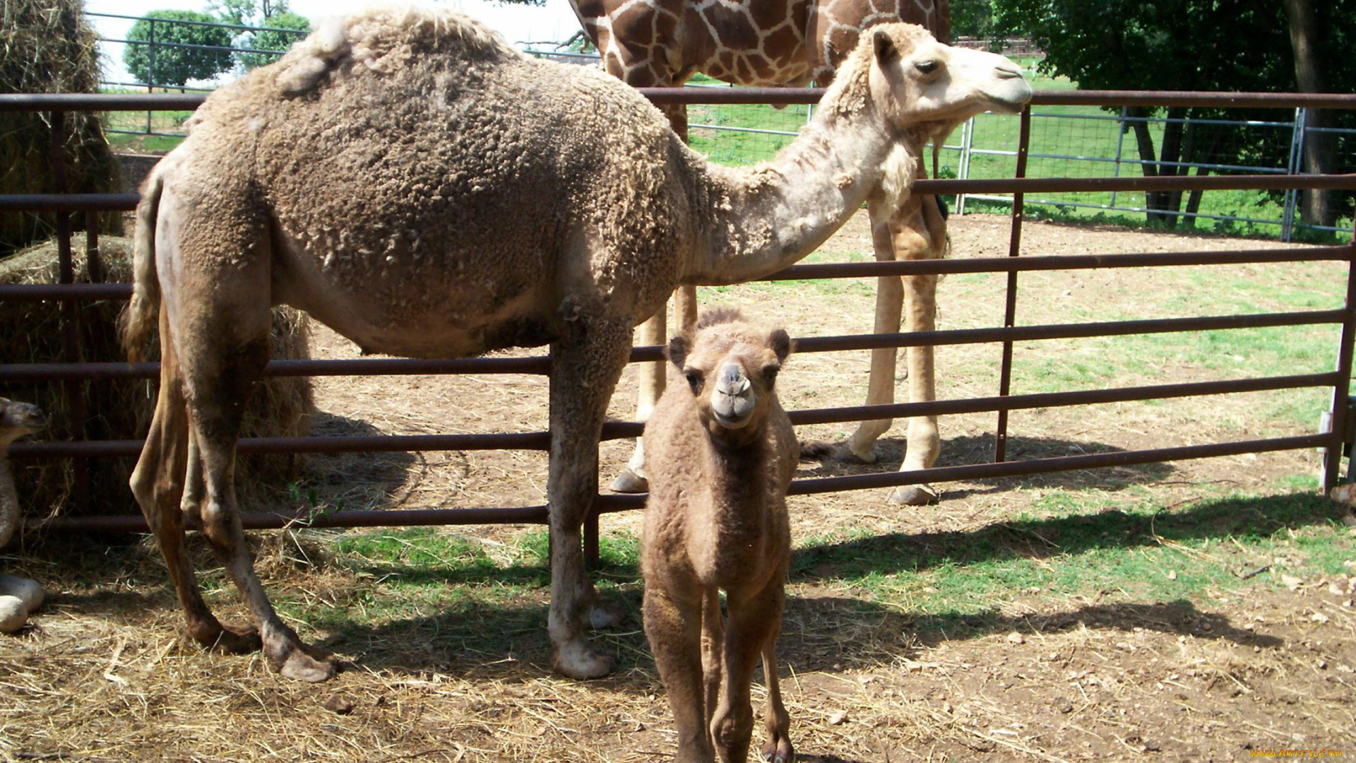 camel, животные, верблюды, малыш, зоопарк