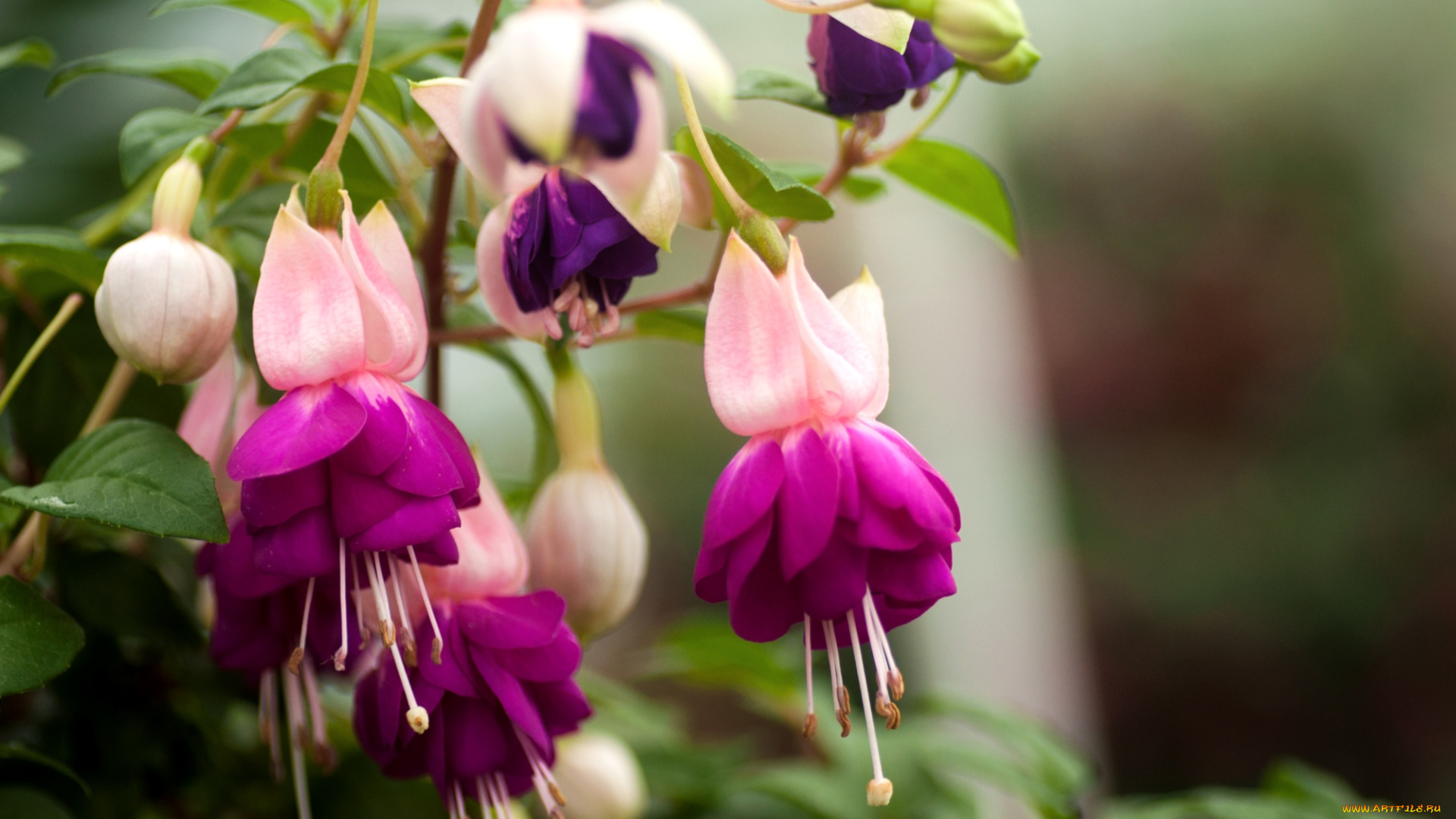 цветы, фуксия, цветение, лиловый