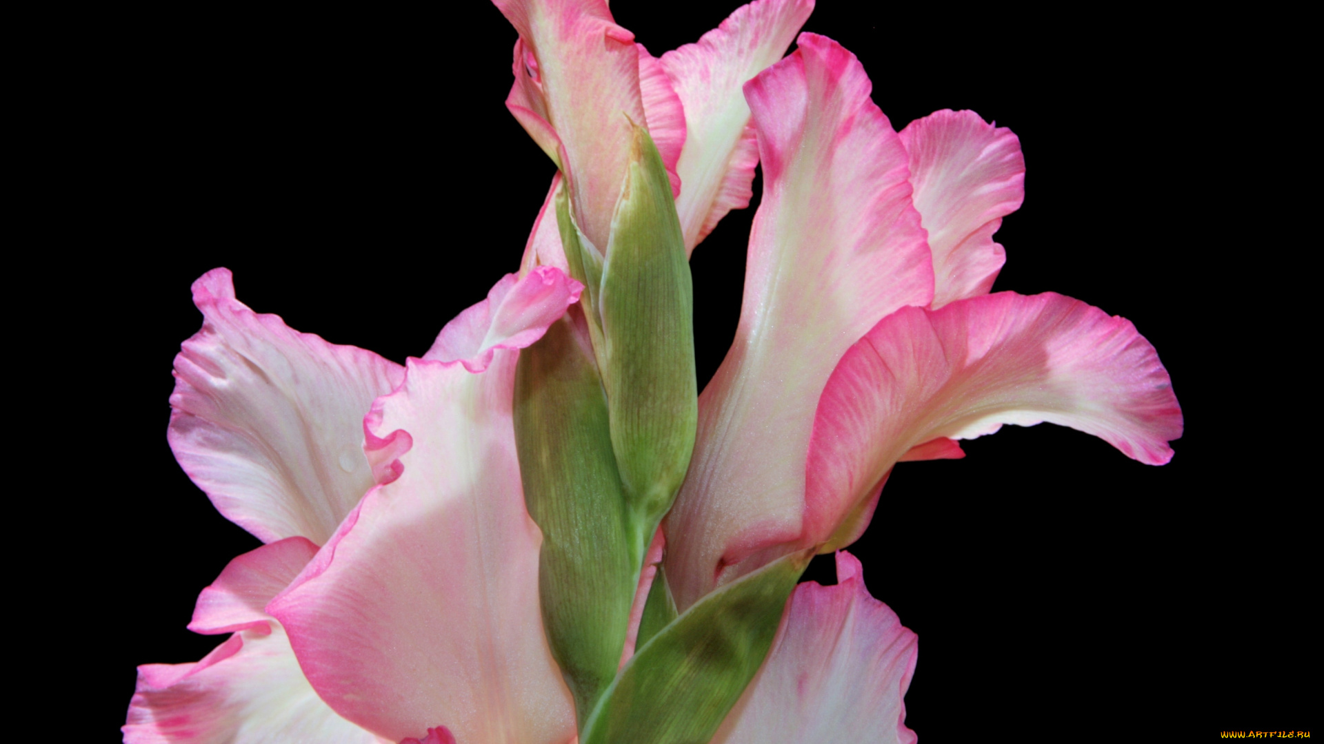 цветы, гладиолусы, нежность, розовый