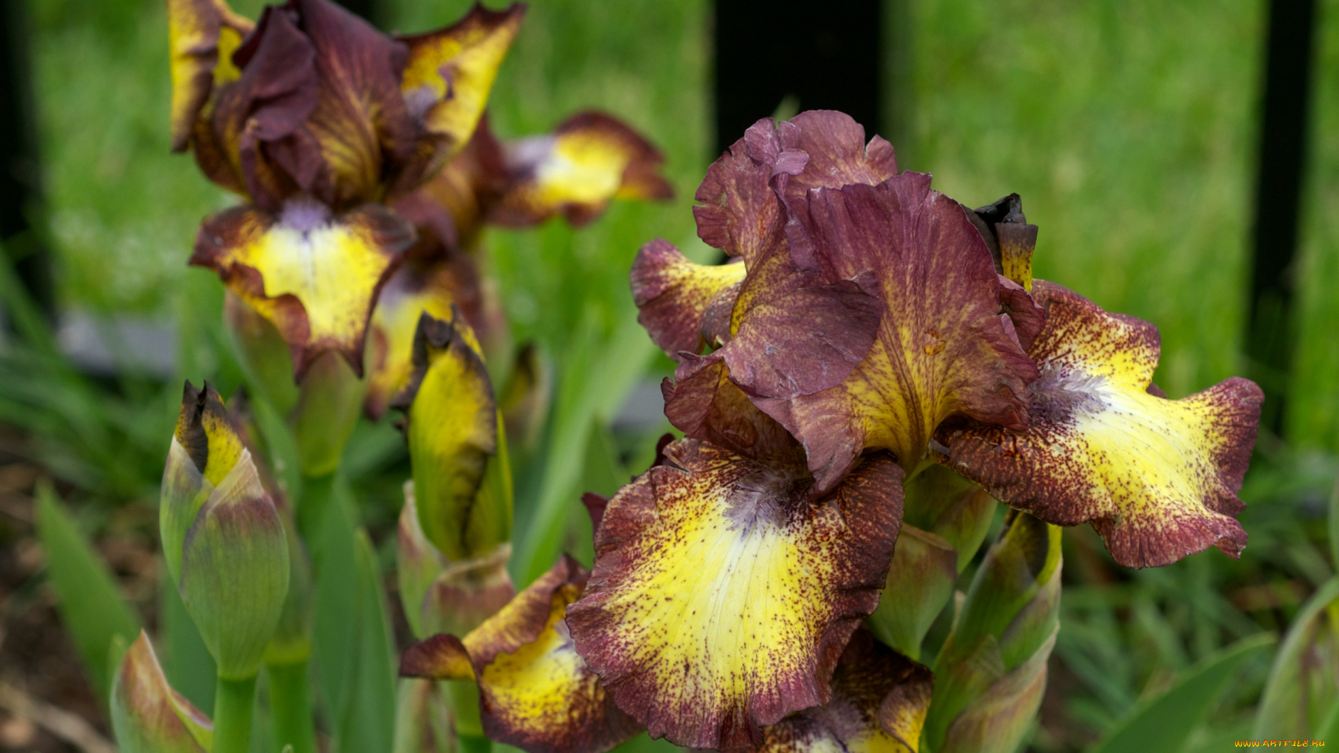 цветы, ирисы, лепестки, коричневый