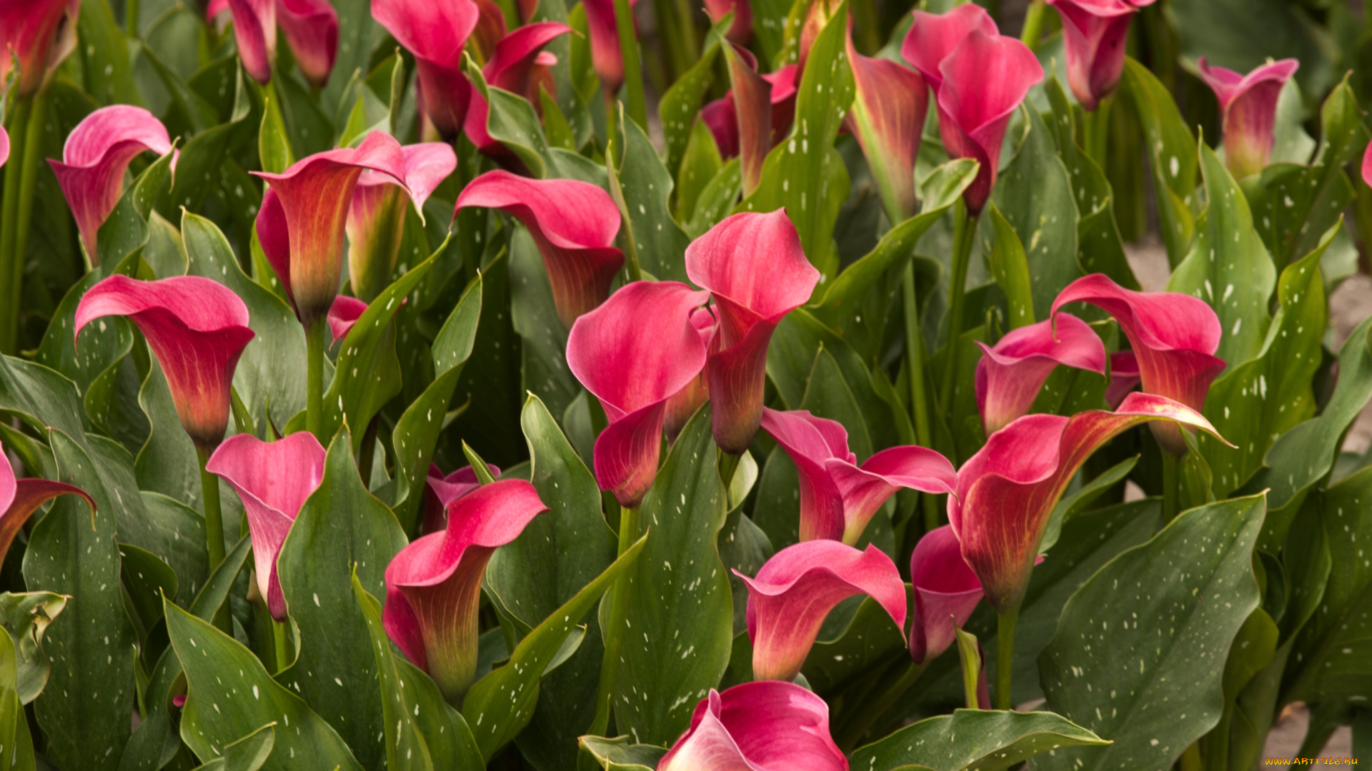 цветы, каллы, розовый