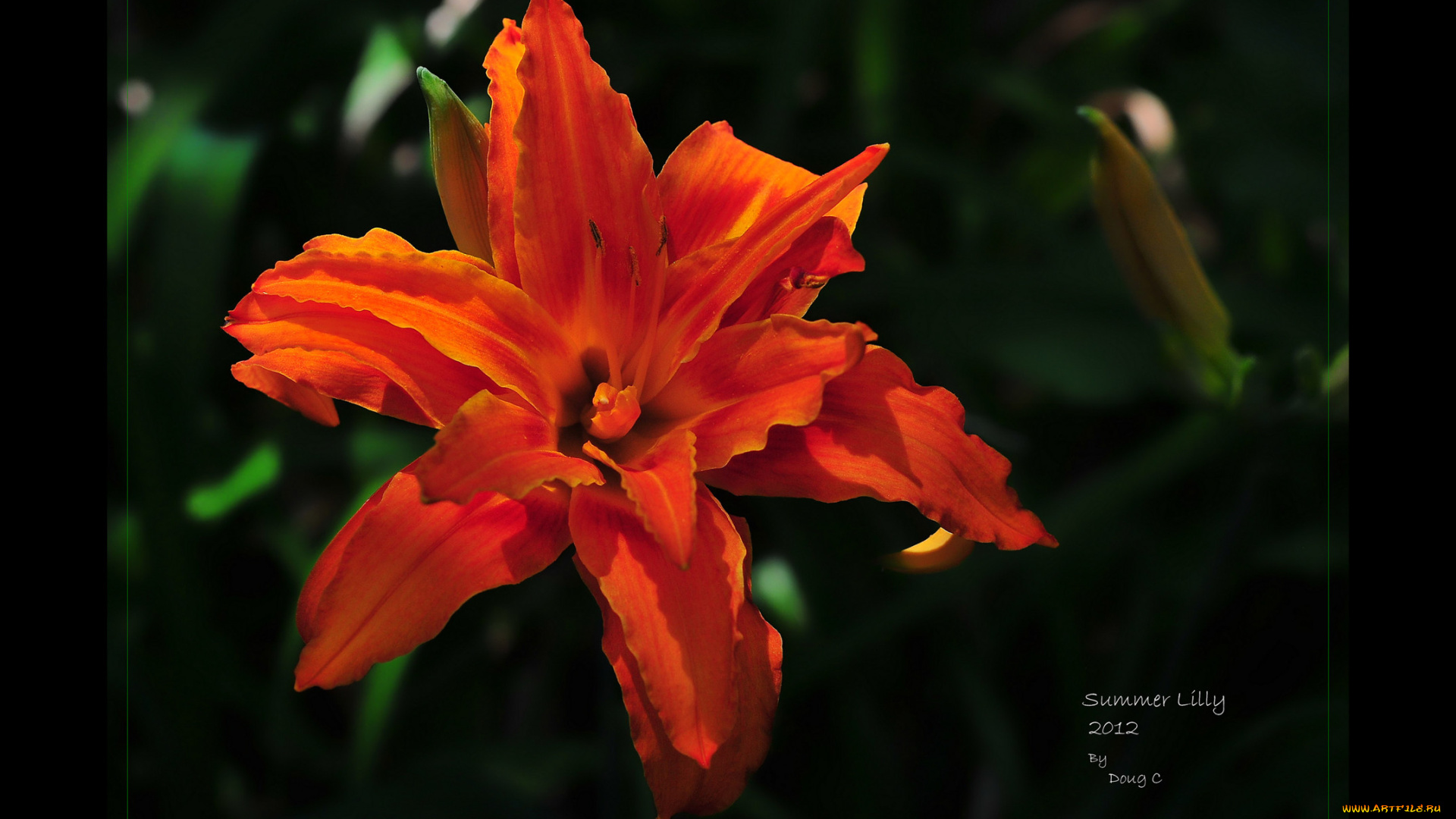 цветы, лилии, лилейники