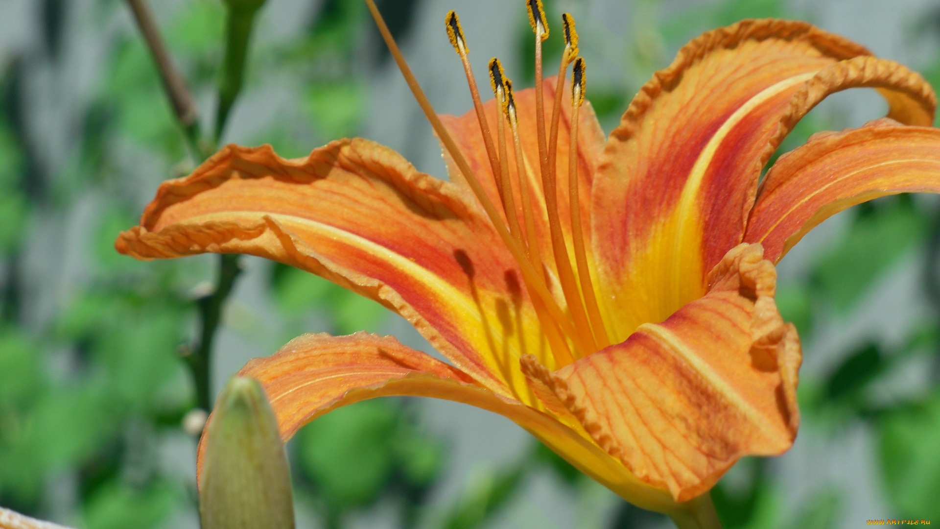 цветы, лилии, лилейники, лилия