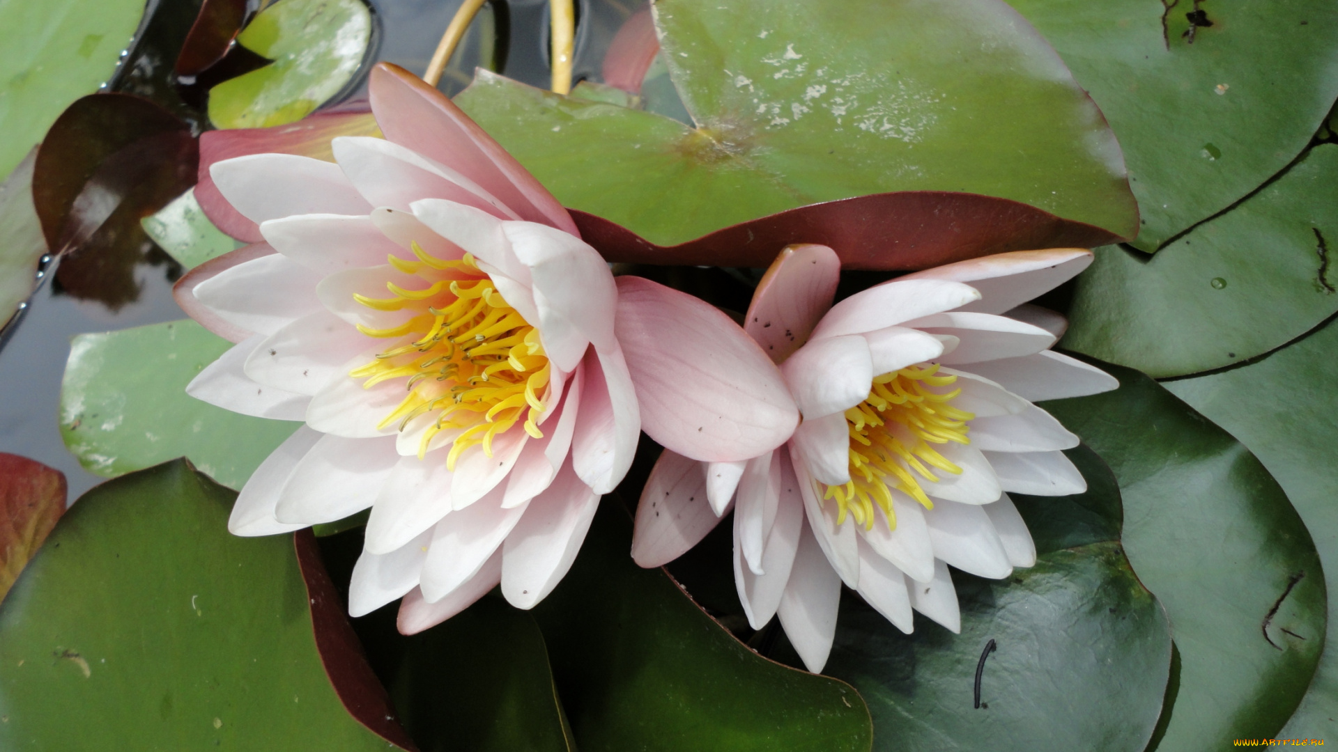 цветы, лилии, водяные, нимфеи, кувшинки, лепестки, вода