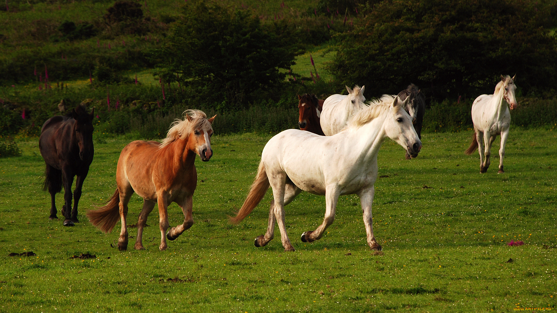 животные, лошади