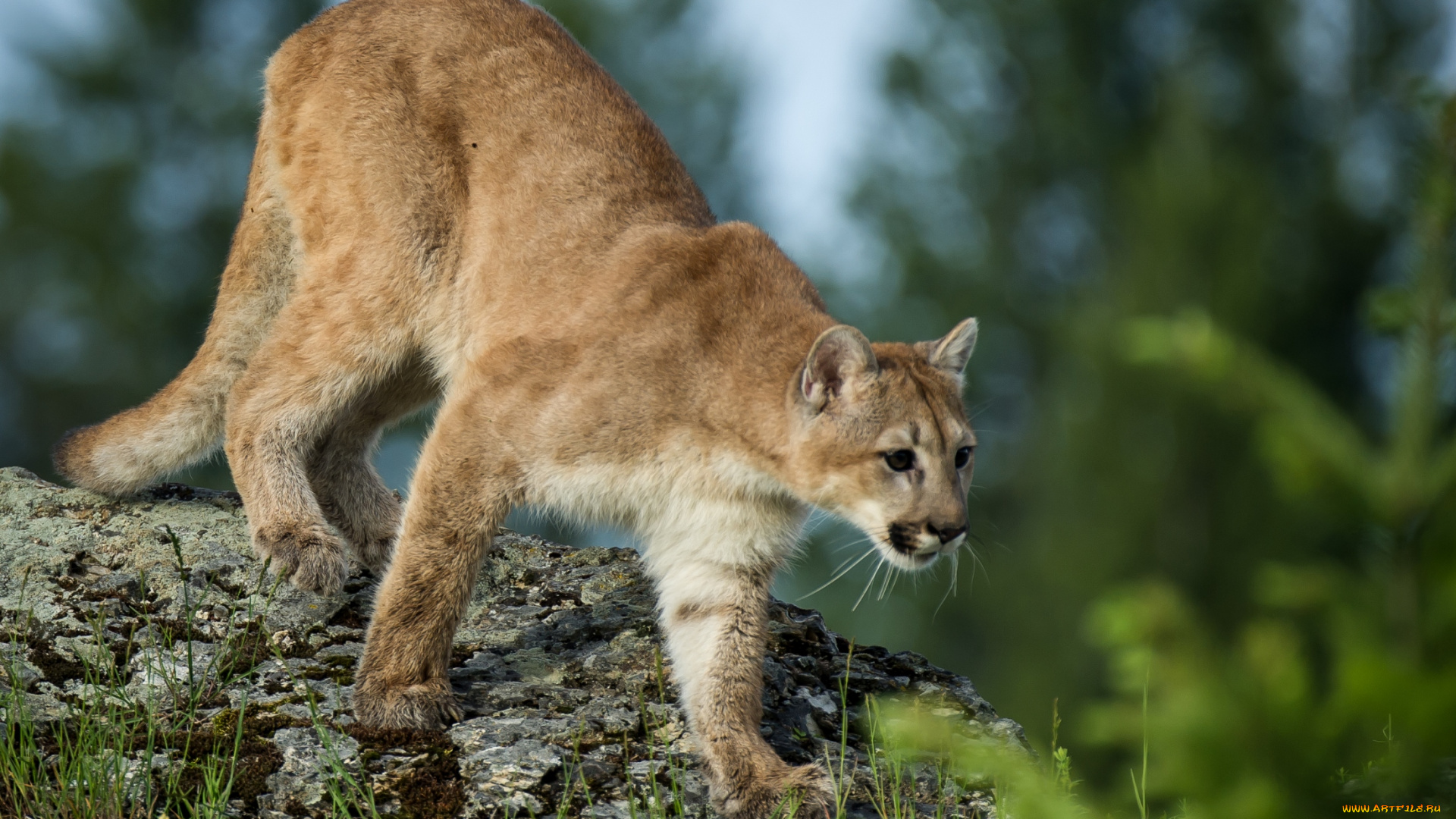 животные, пумы, кошка, горный, лев, хищник