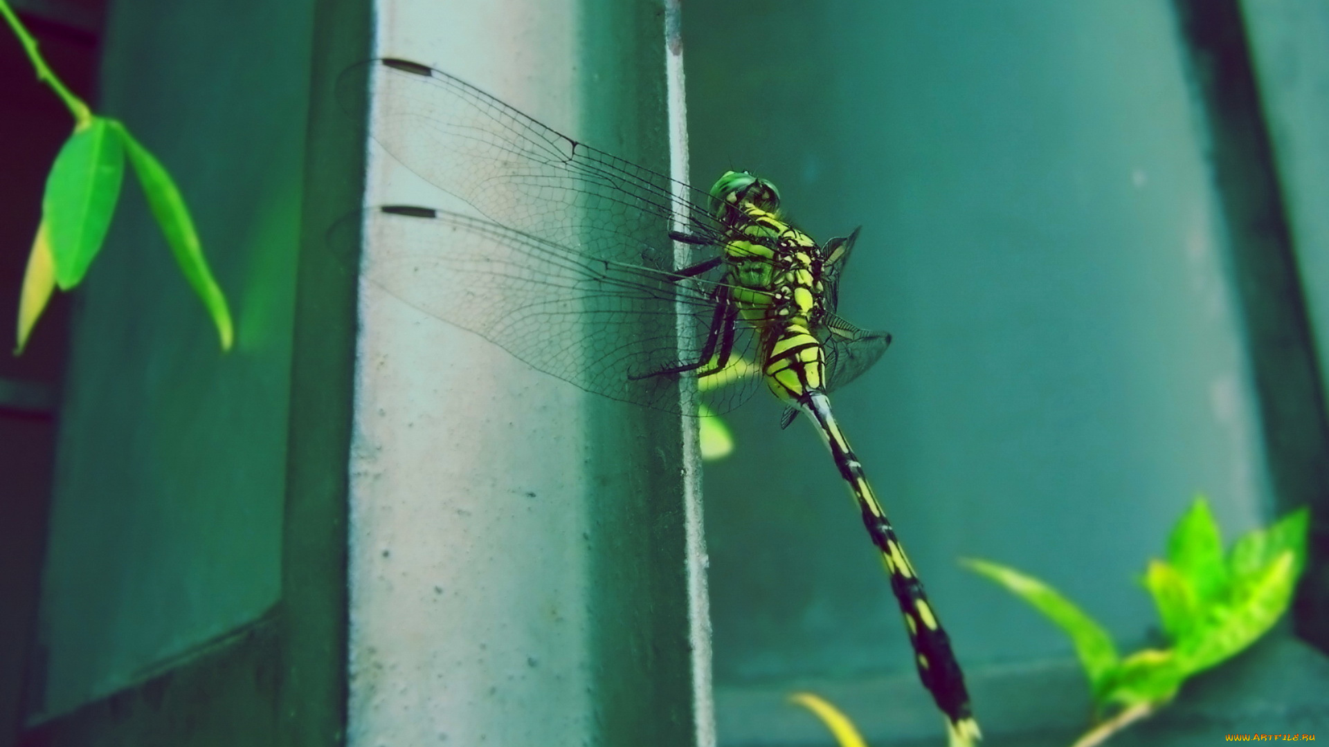 животные, стрекозы, стрекоза