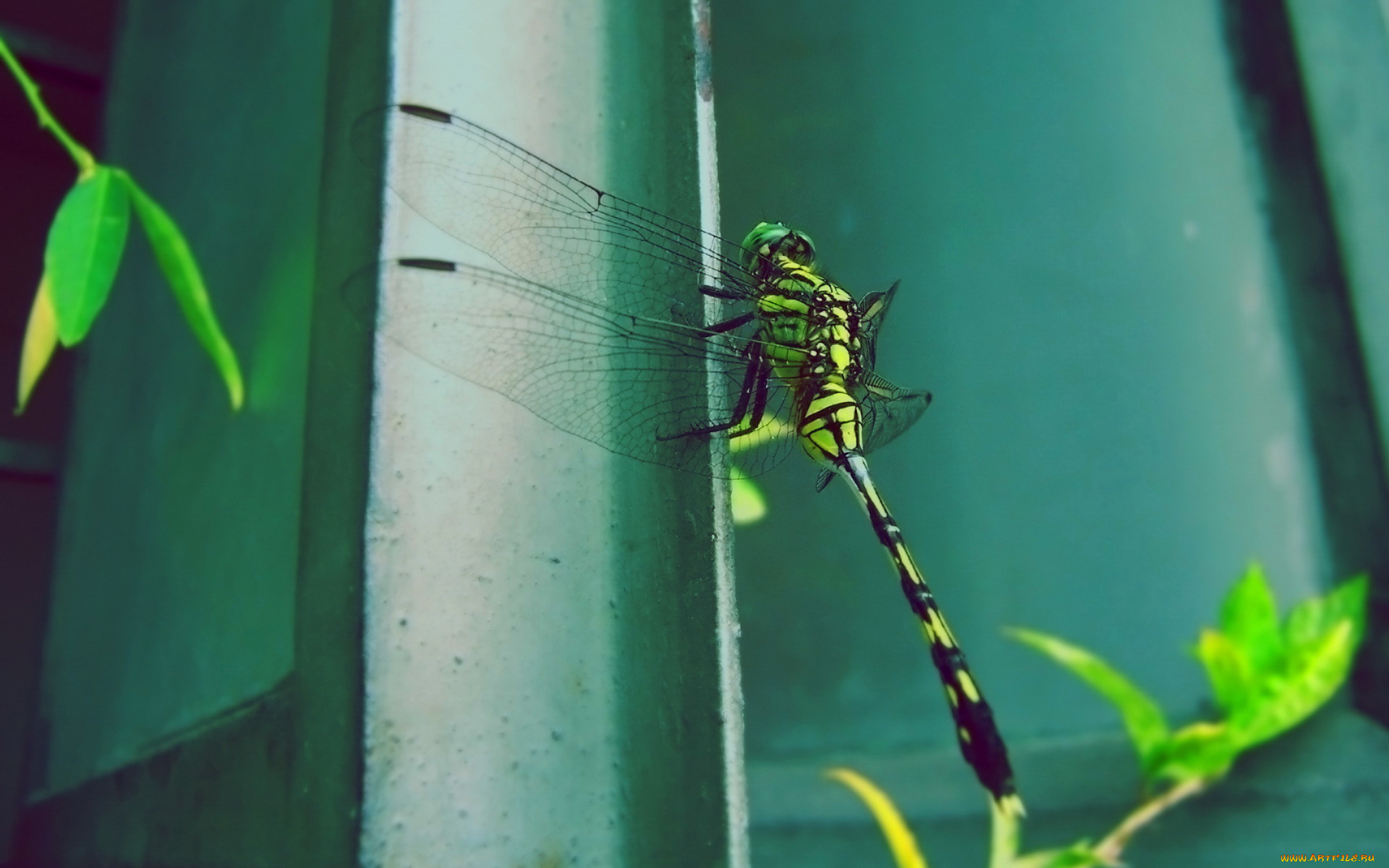 животные, стрекозы, стрекоза