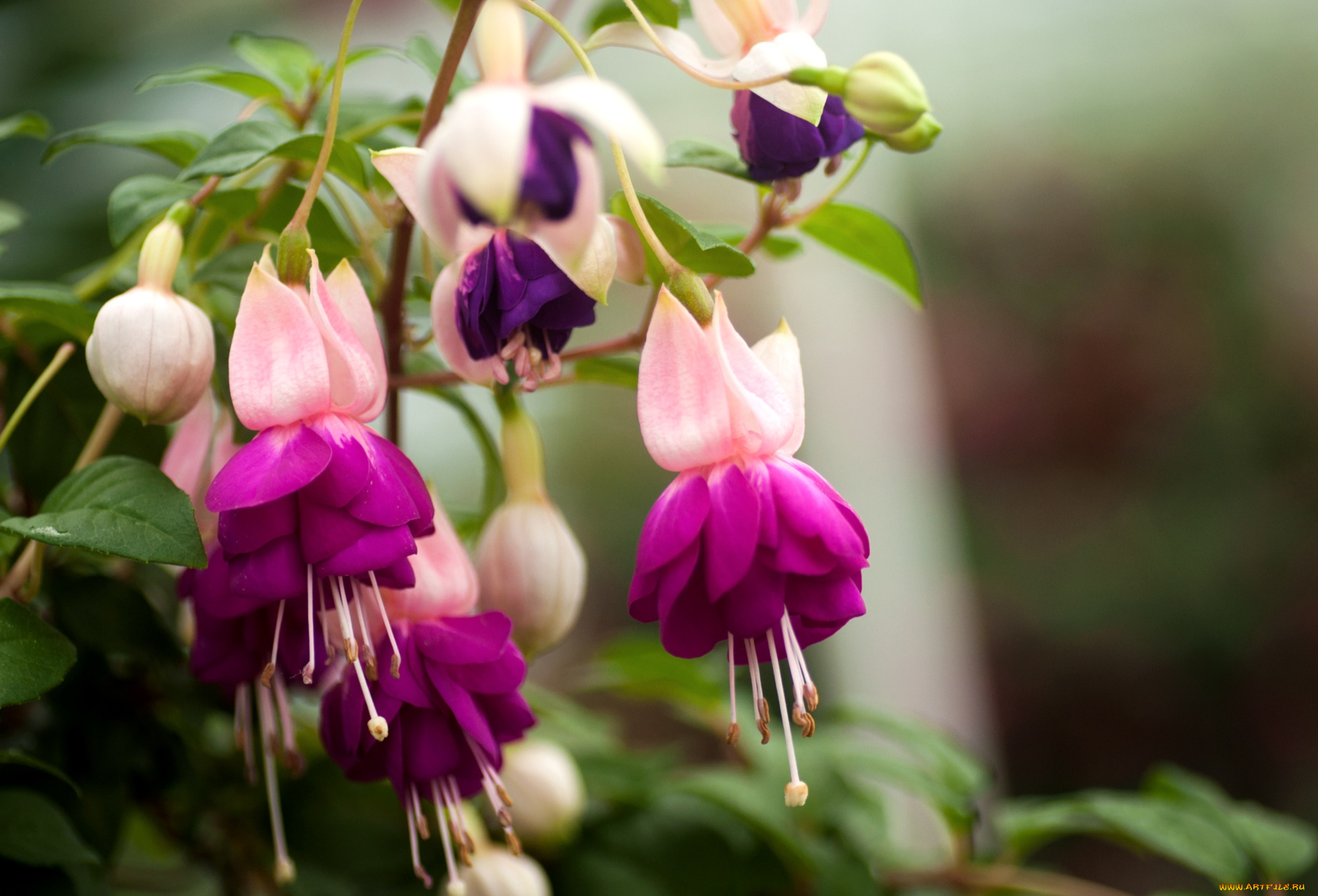 цветы, фуксия, цветение, лиловый