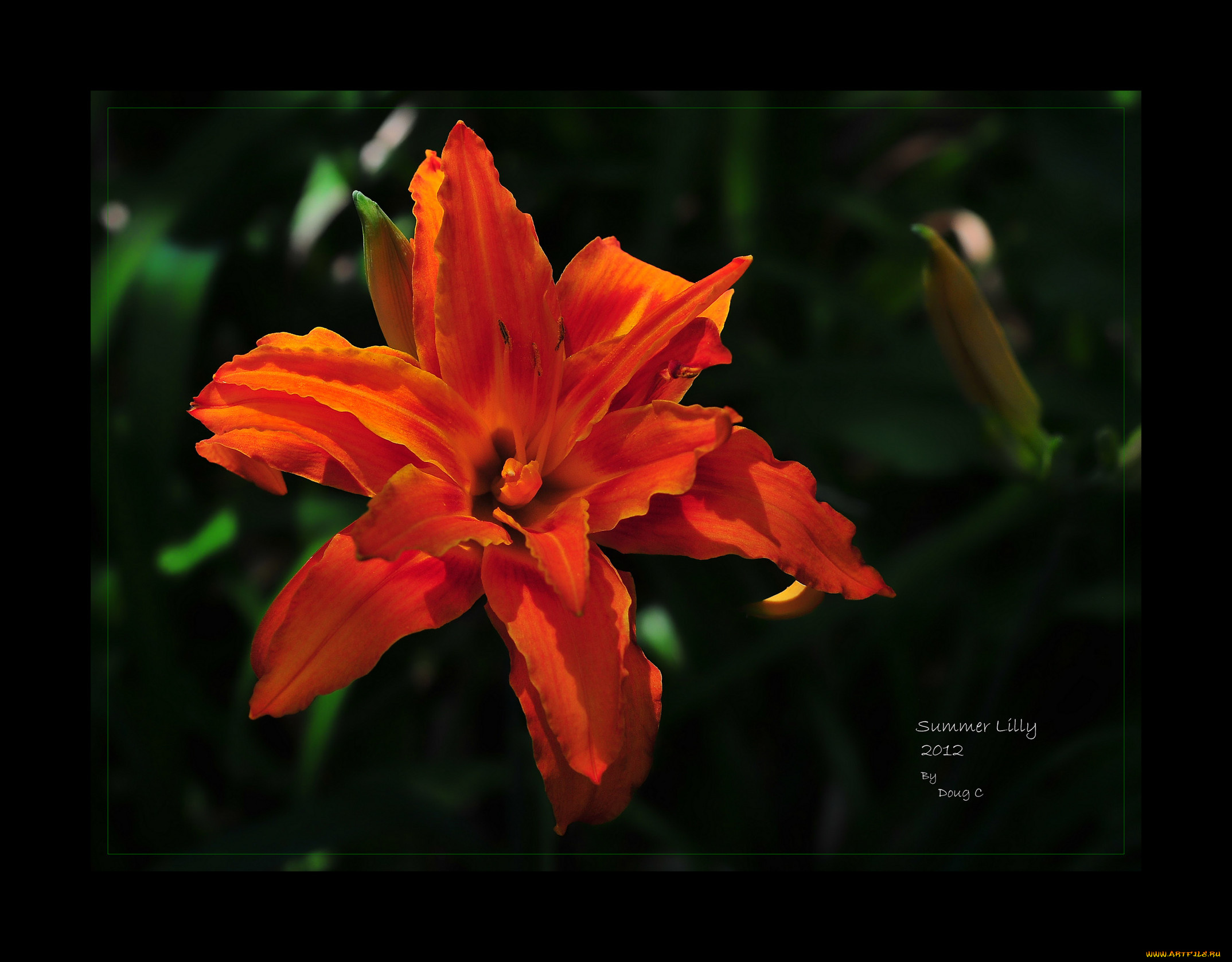 цветы, лилии, лилейники