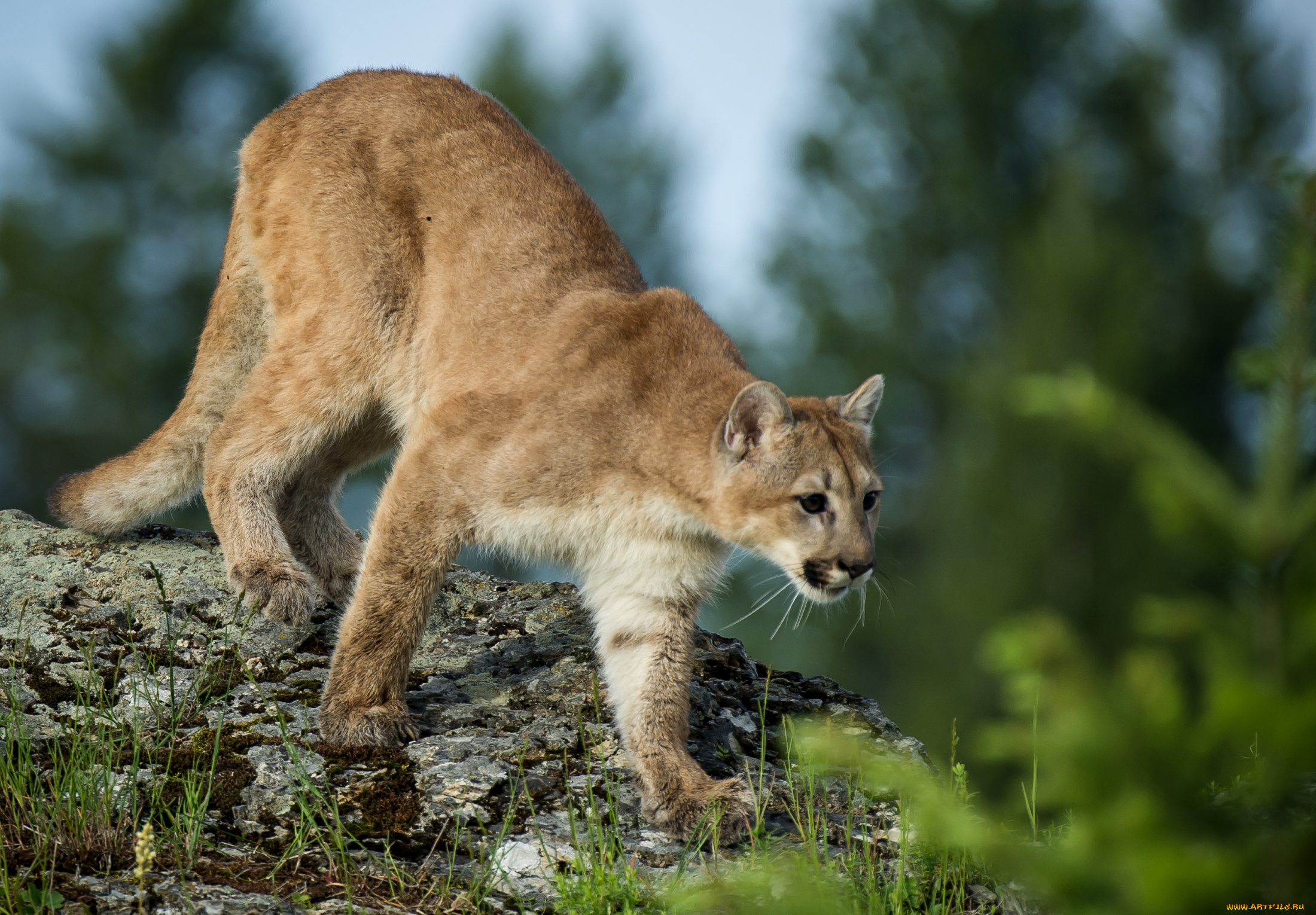 животные, пумы, кошка, горный, лев, хищник