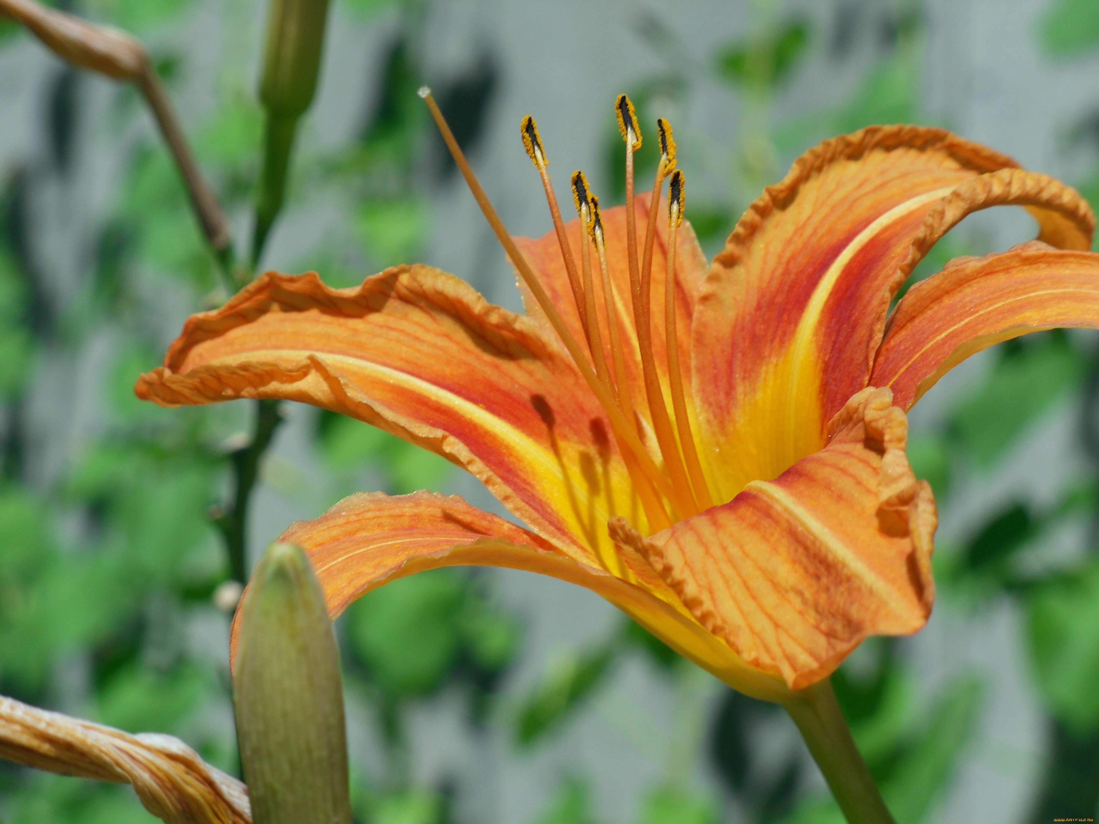 цветы, лилии, лилейники, лилия