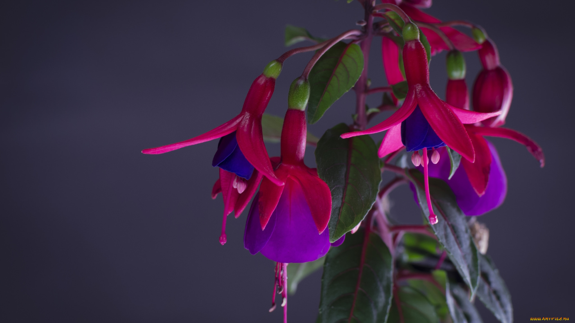 цветы, фуксия, макро