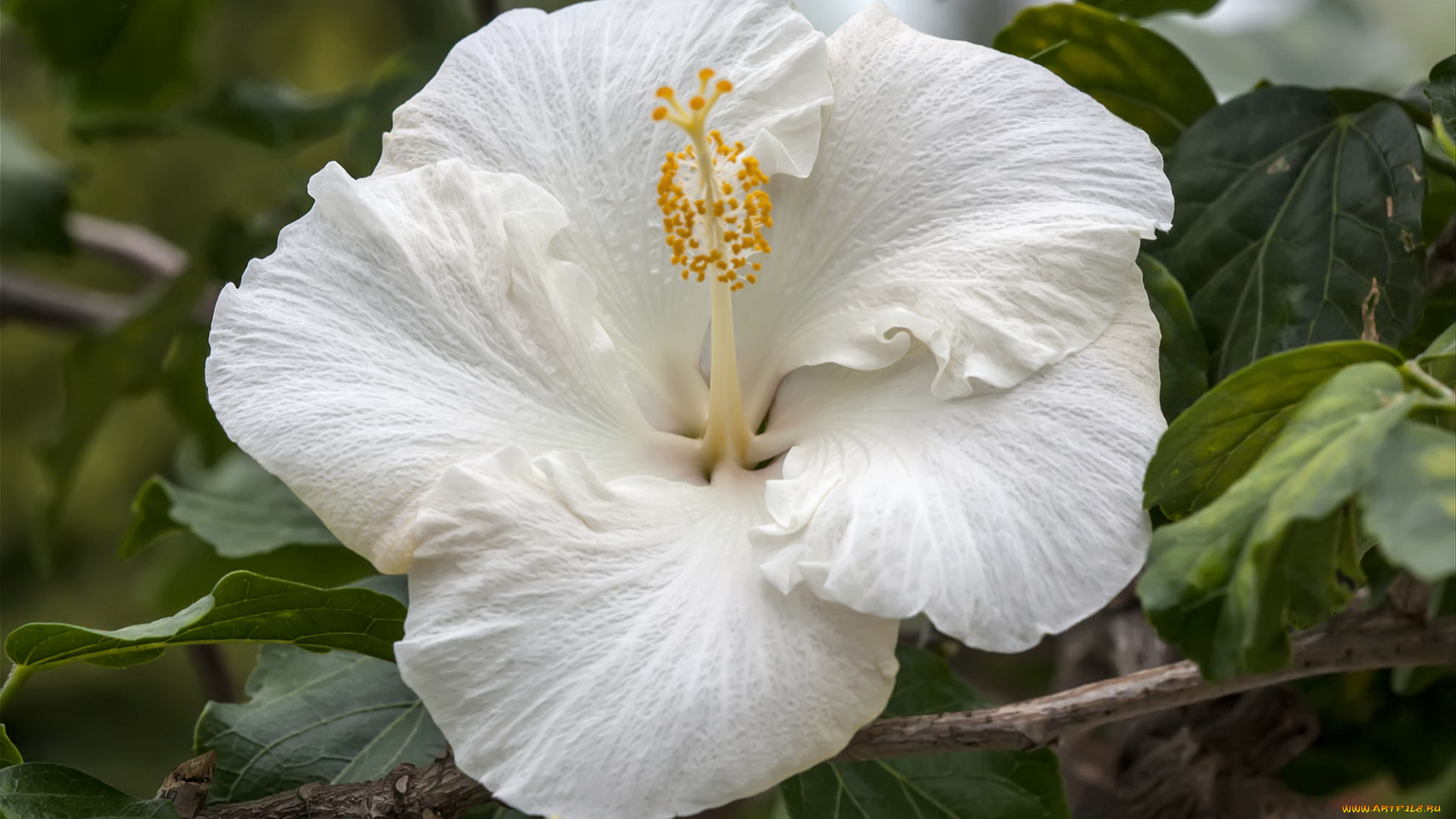 цветы, гибискусы, макро