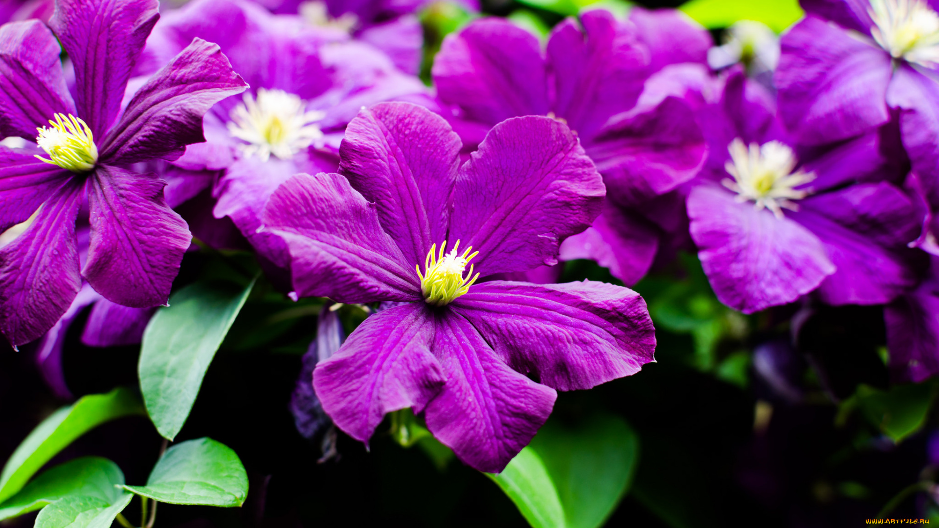 цветы, клематис, , ломонос, фиолет